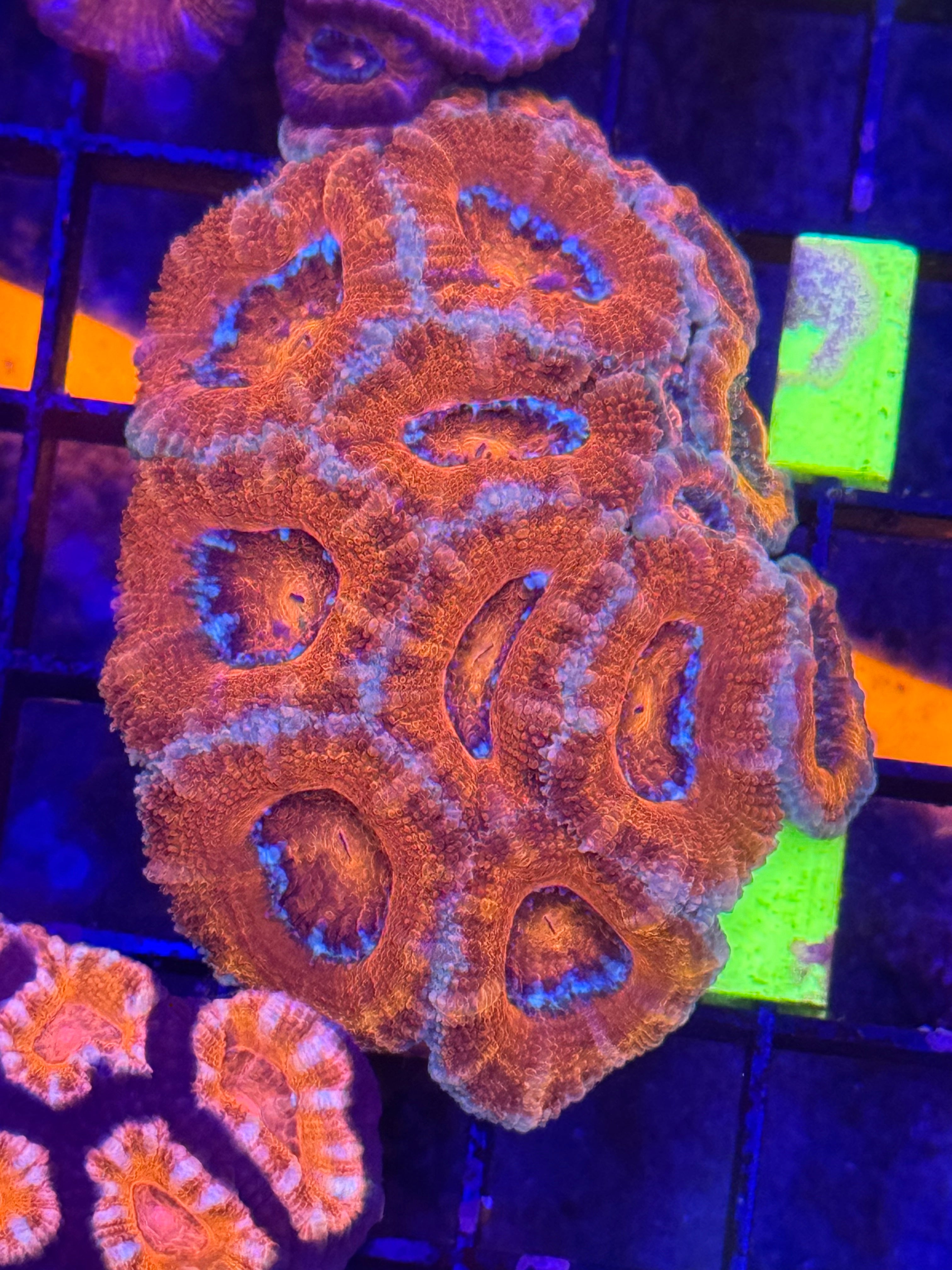 Inferno Acan Chunk