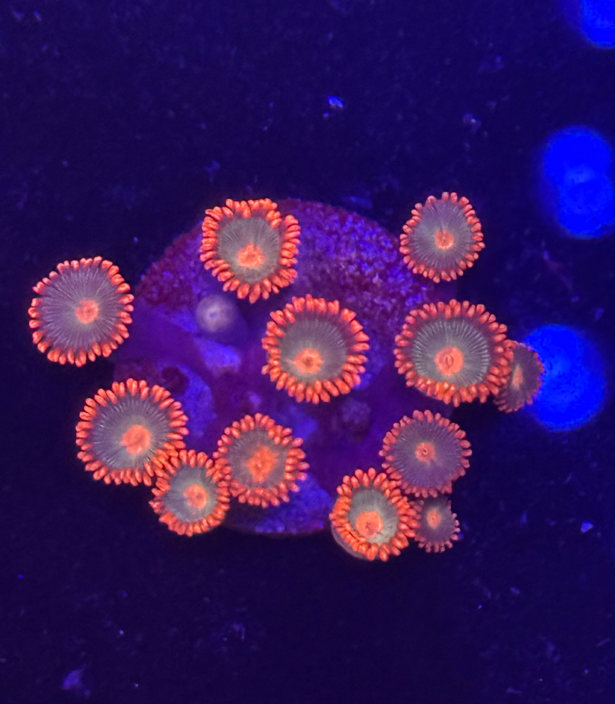 Gatorade Zoas