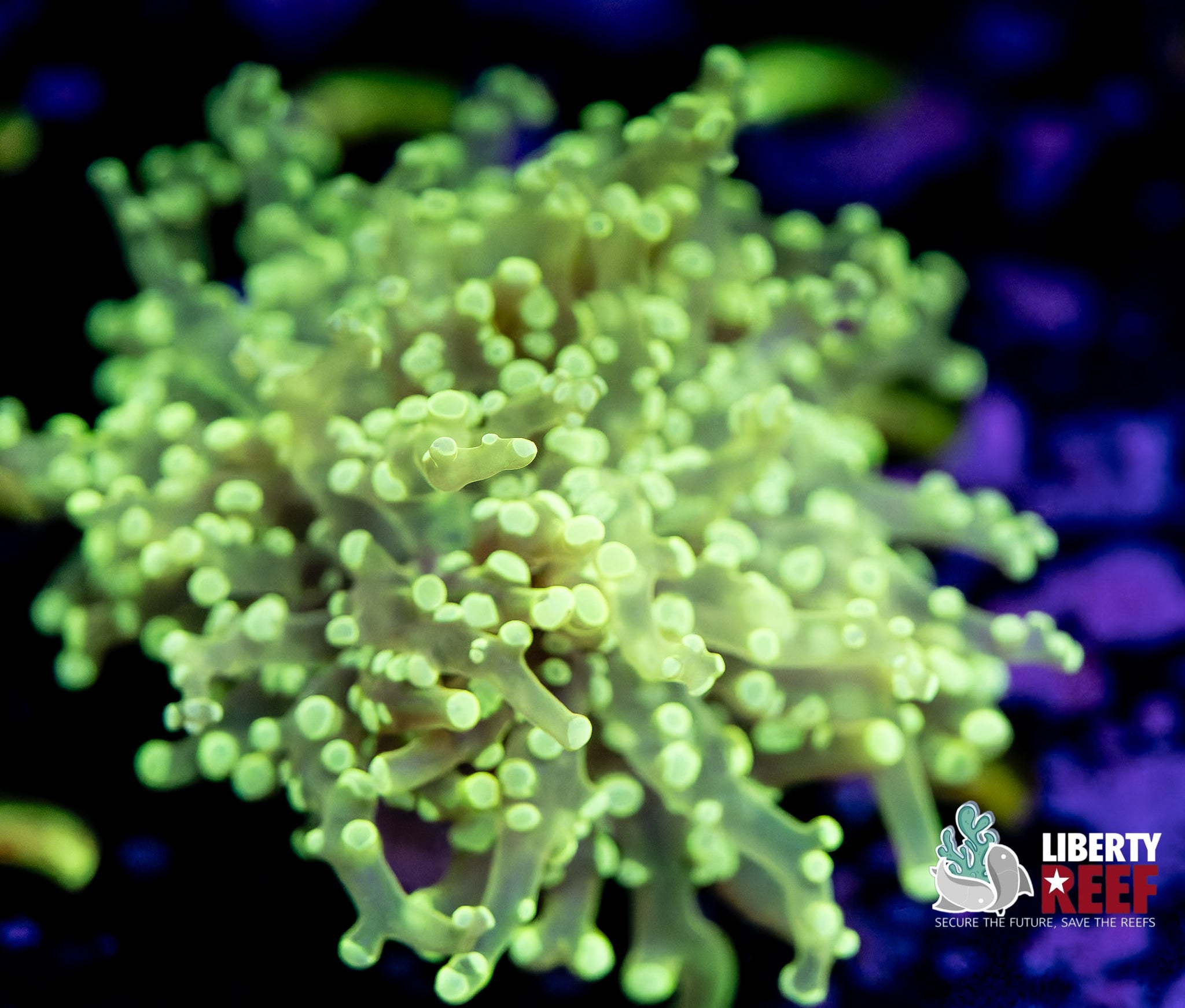 Lemon Lime Frogspawn