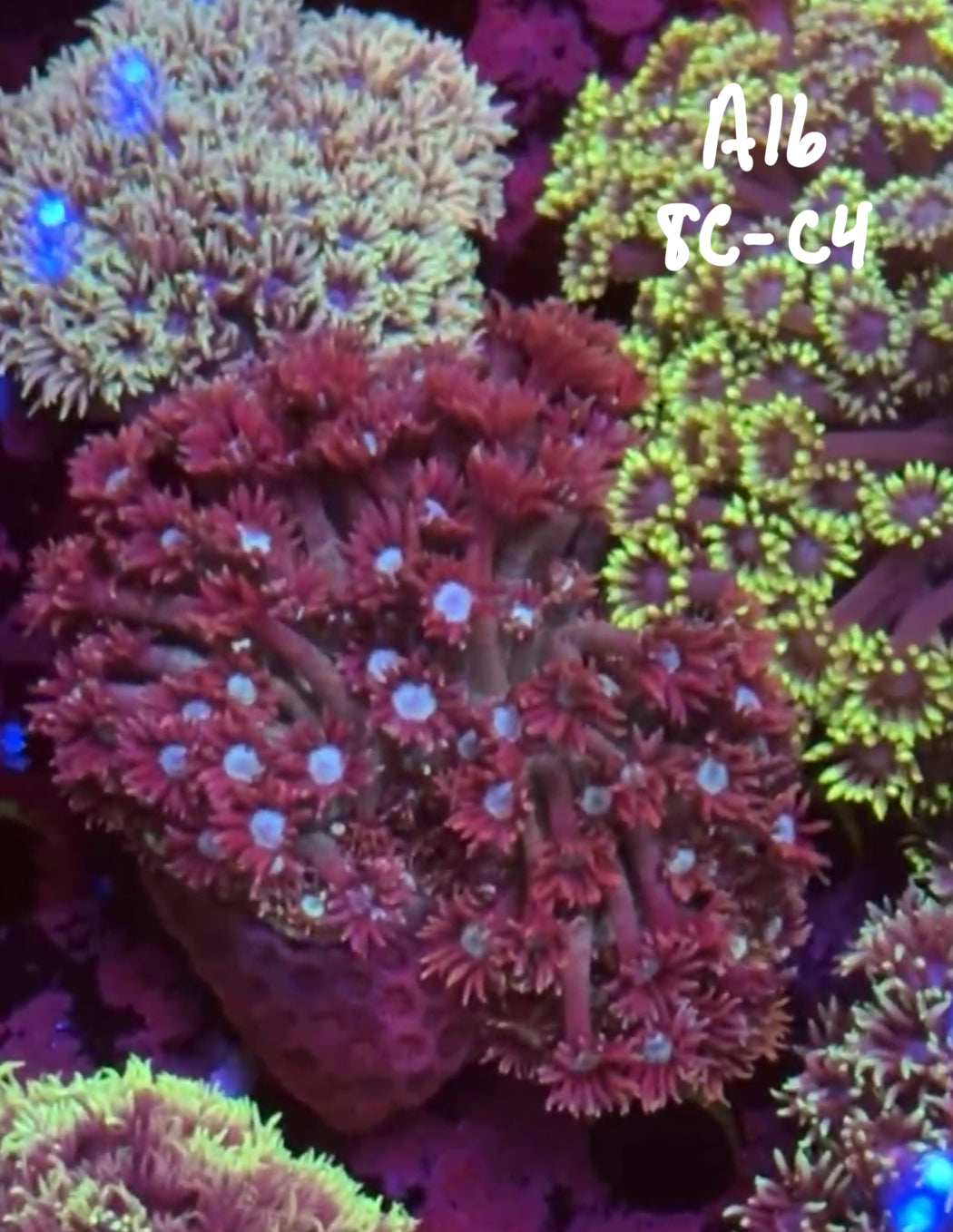 Tim Kincaid 10/25 Facebook Live Auction