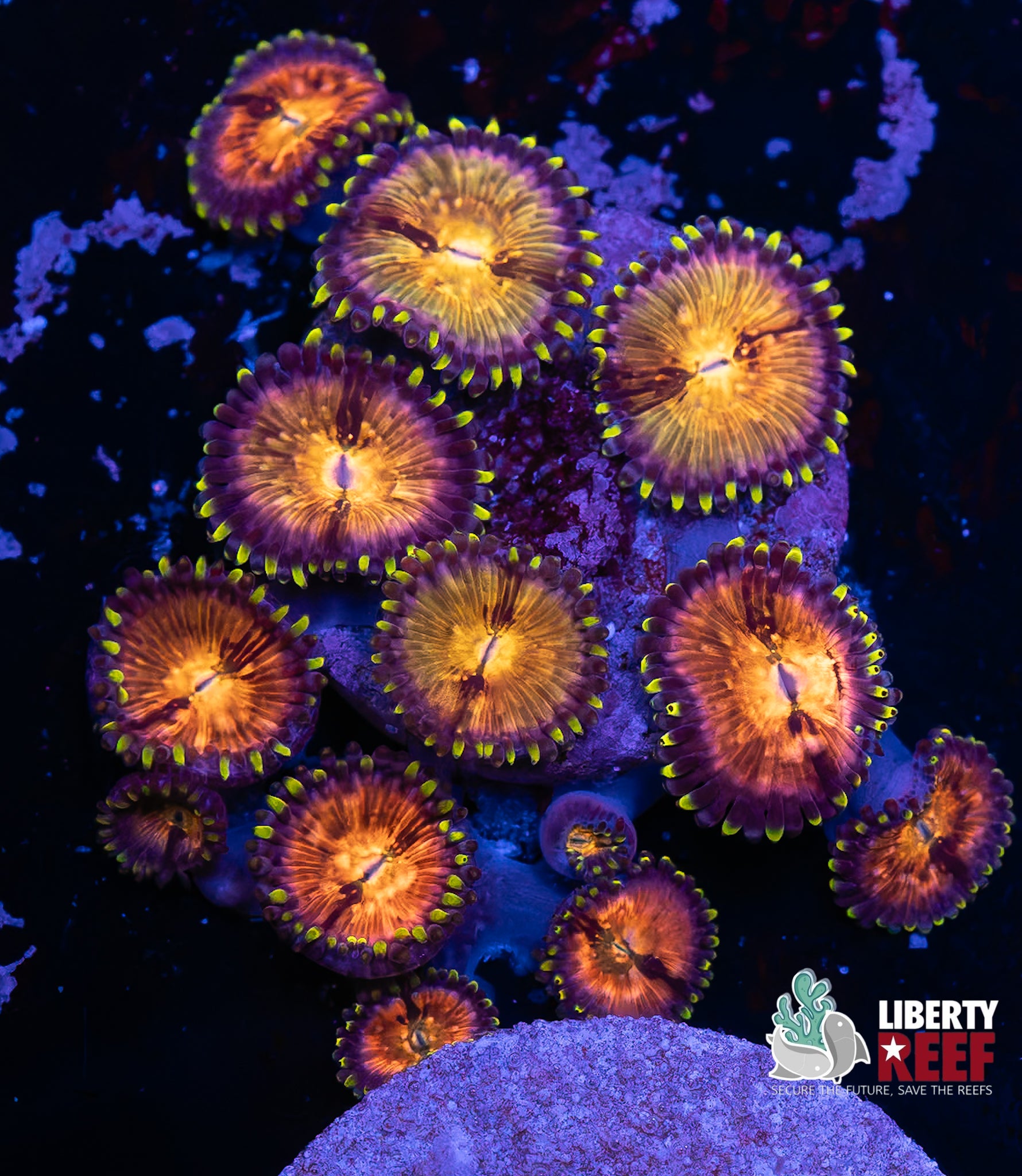 Nirvana Zoas