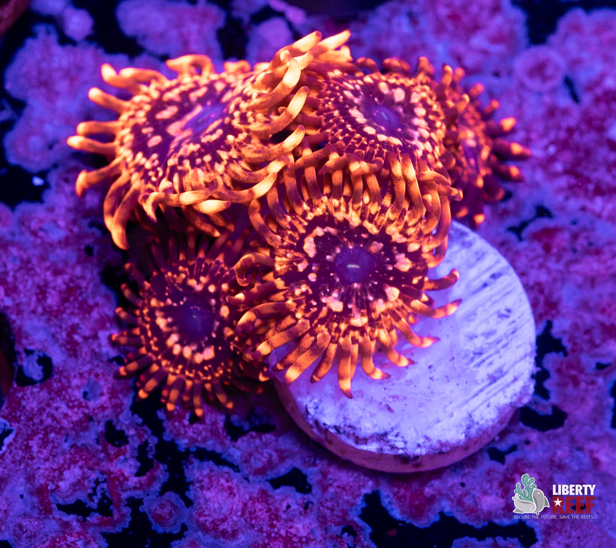 Utter Chaos Zoas