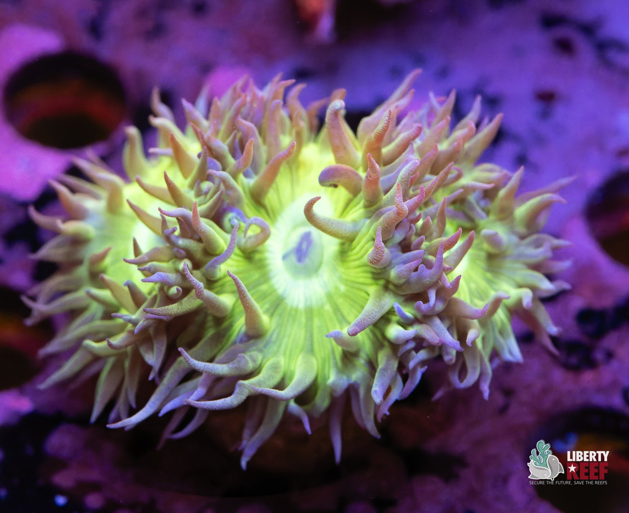 10/31 Online Auction