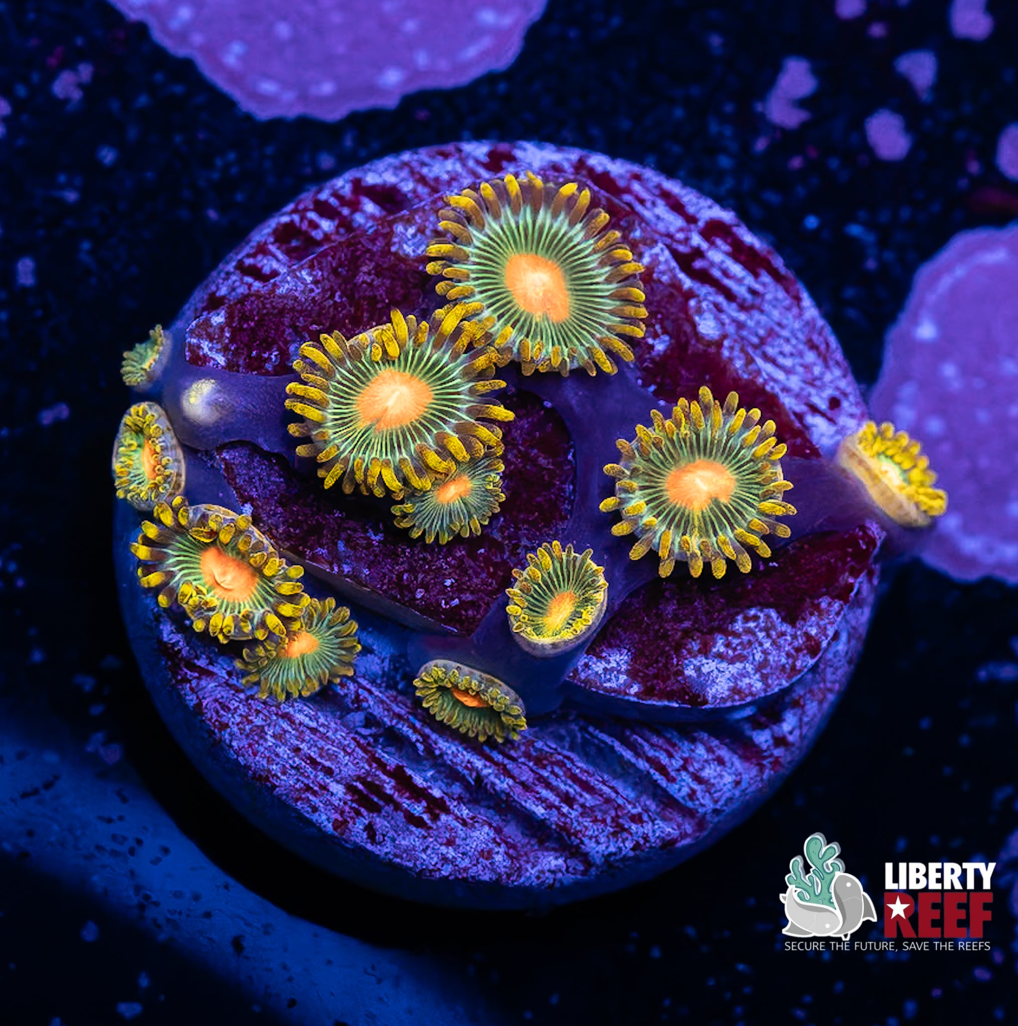 Green Bay Packers Zoas