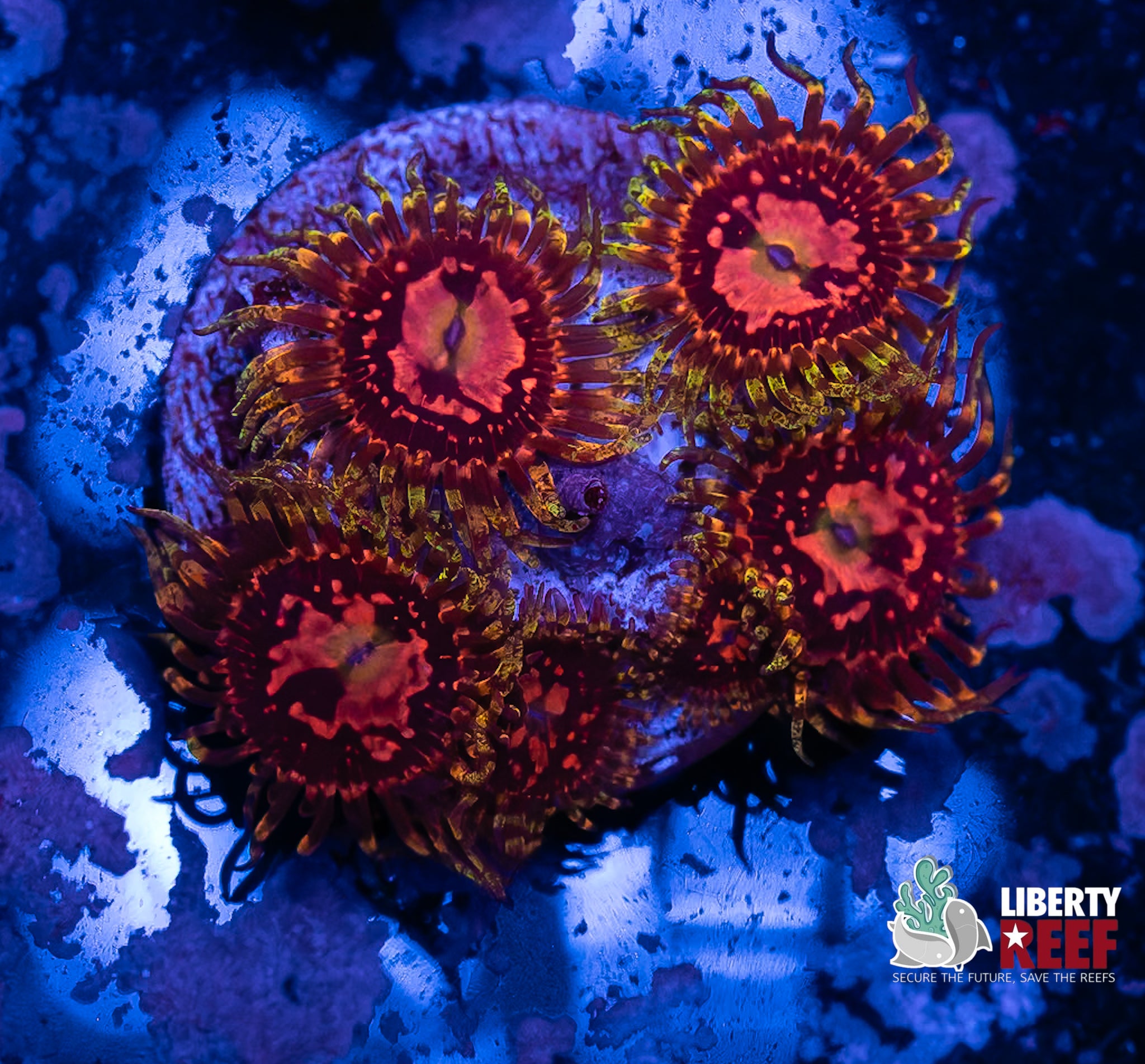 Big R Space Chaos Zoas