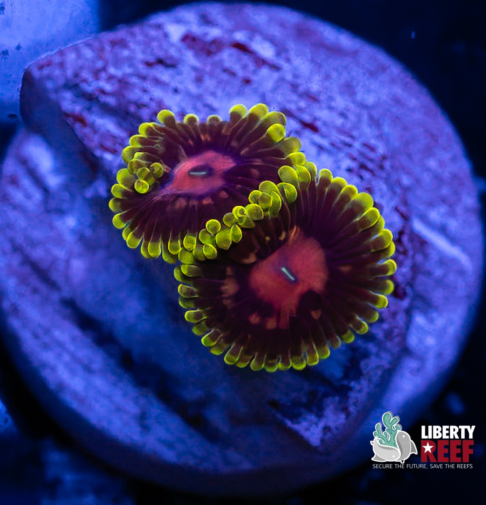 Scarlet Fever Zoas
