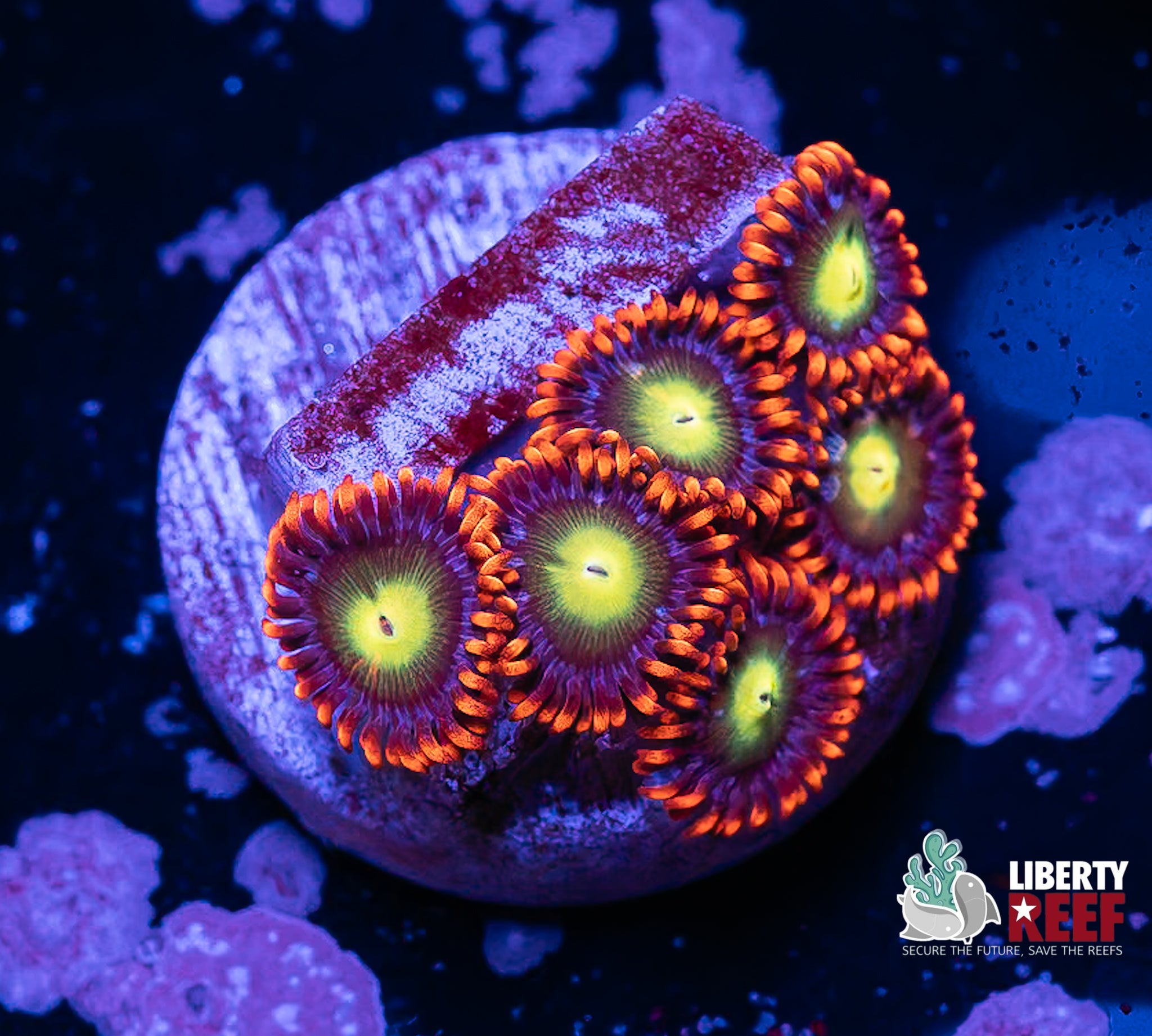 Circus Zoas