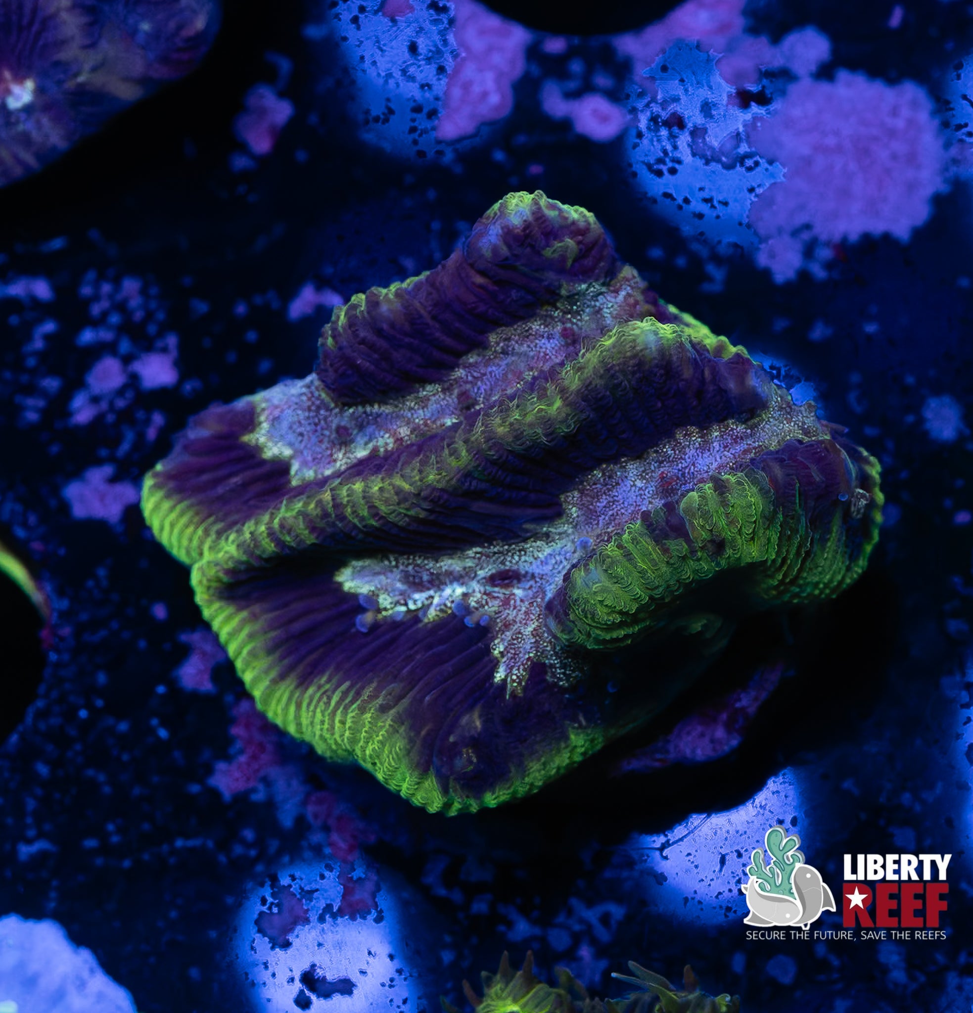 Platinum Dunes Maze Coral