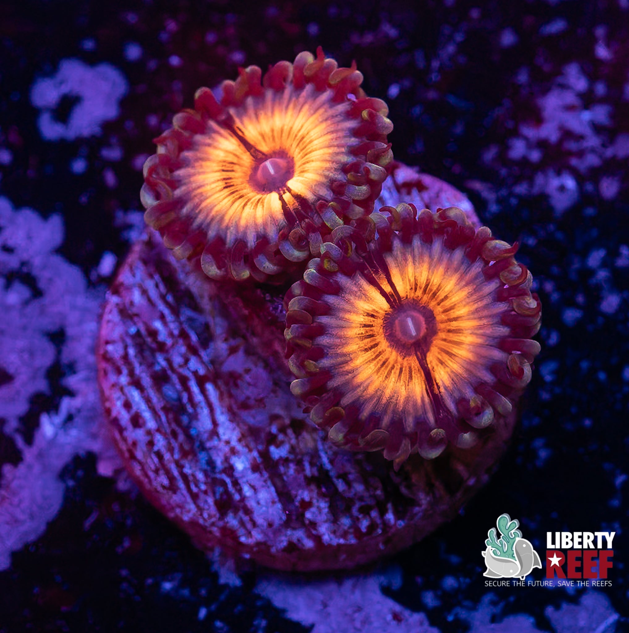 Armor of God Zoas