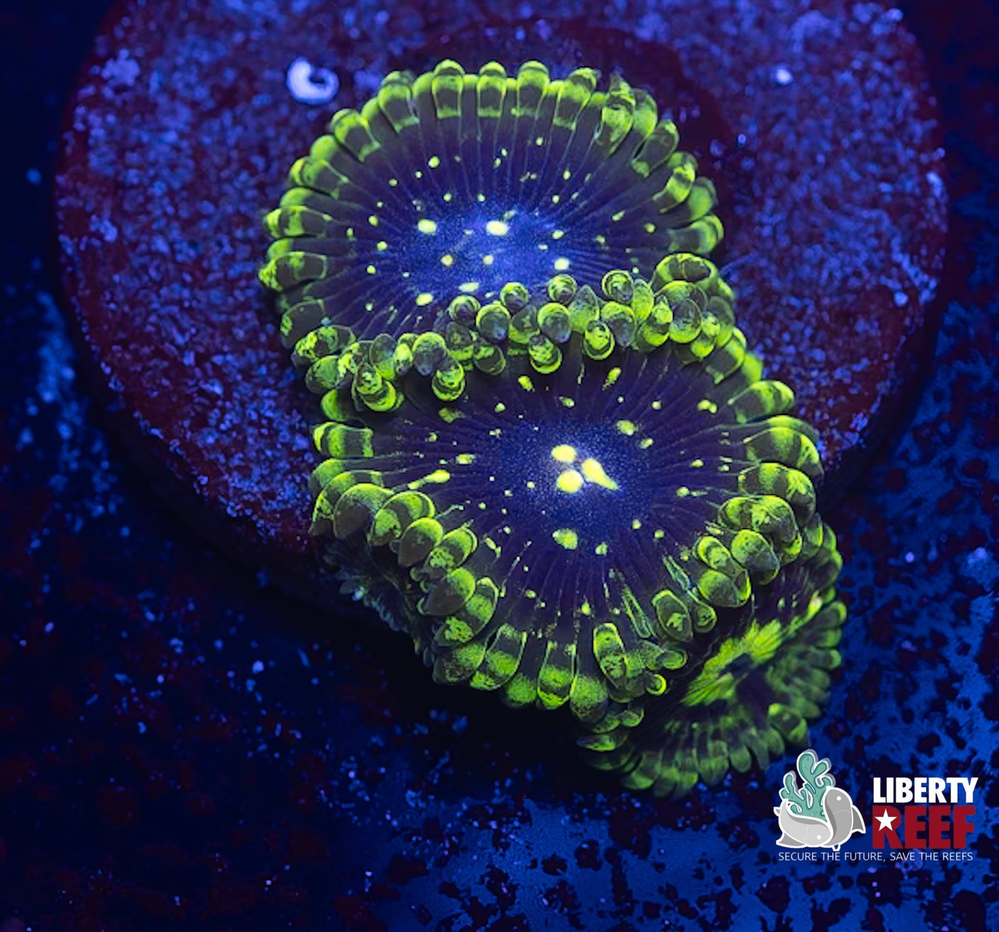 Exosphere Zoas