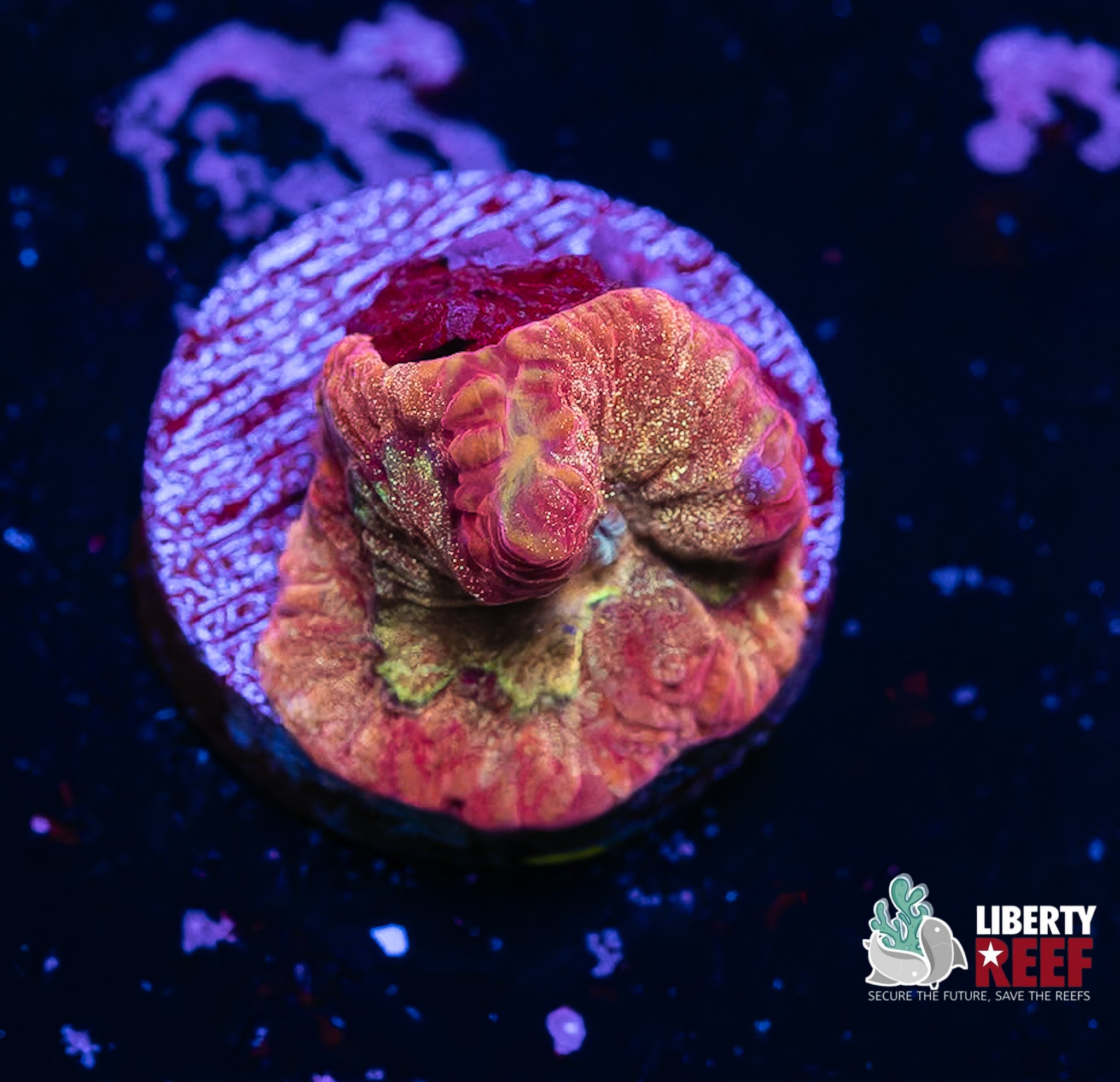 Red Glitter Favia
