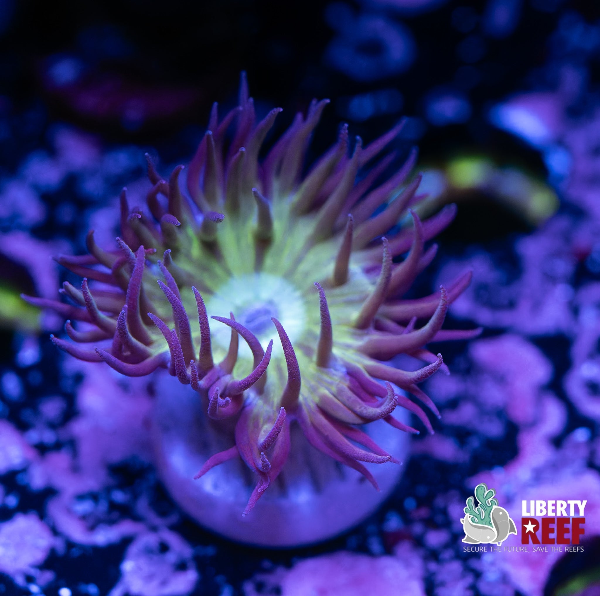 Liberty Reef Auction