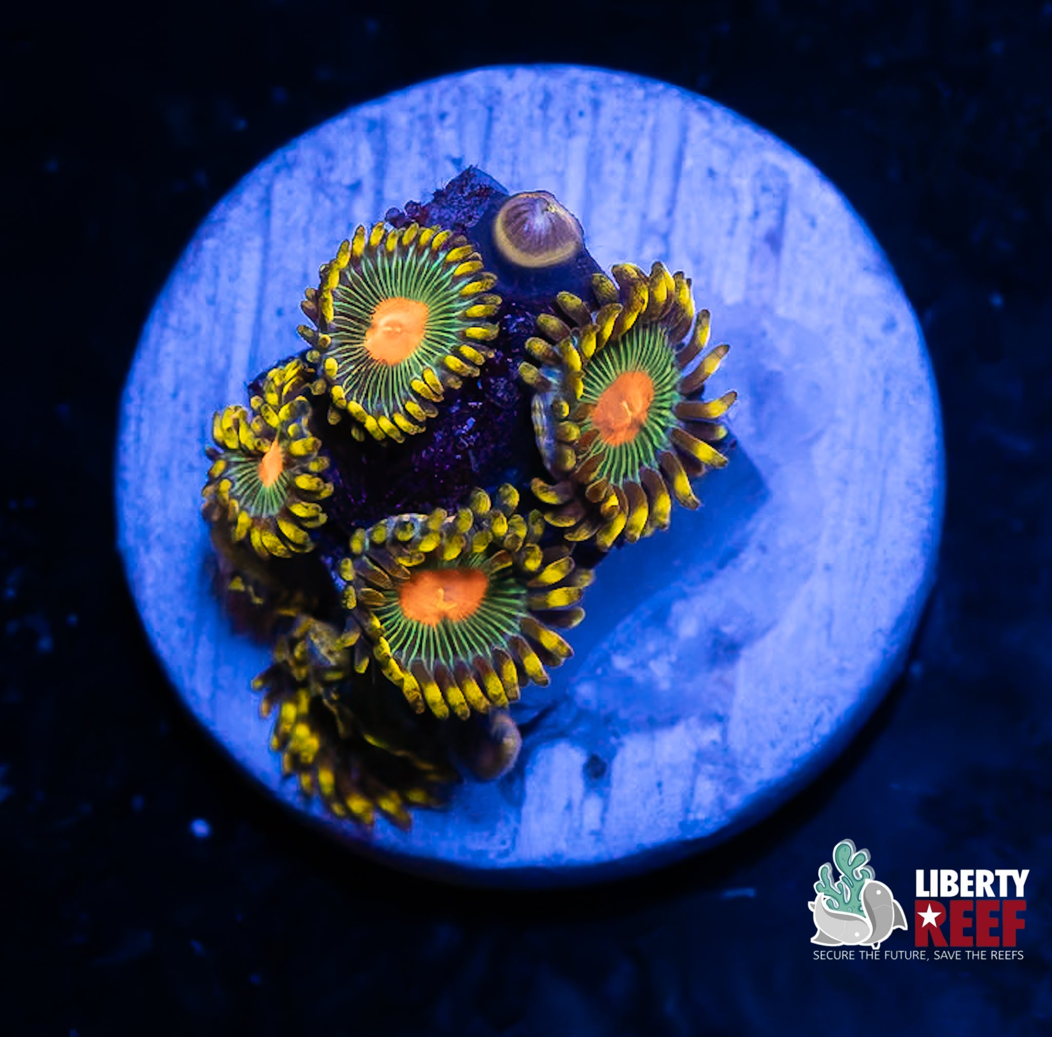 Green Bay Packers Zoas
