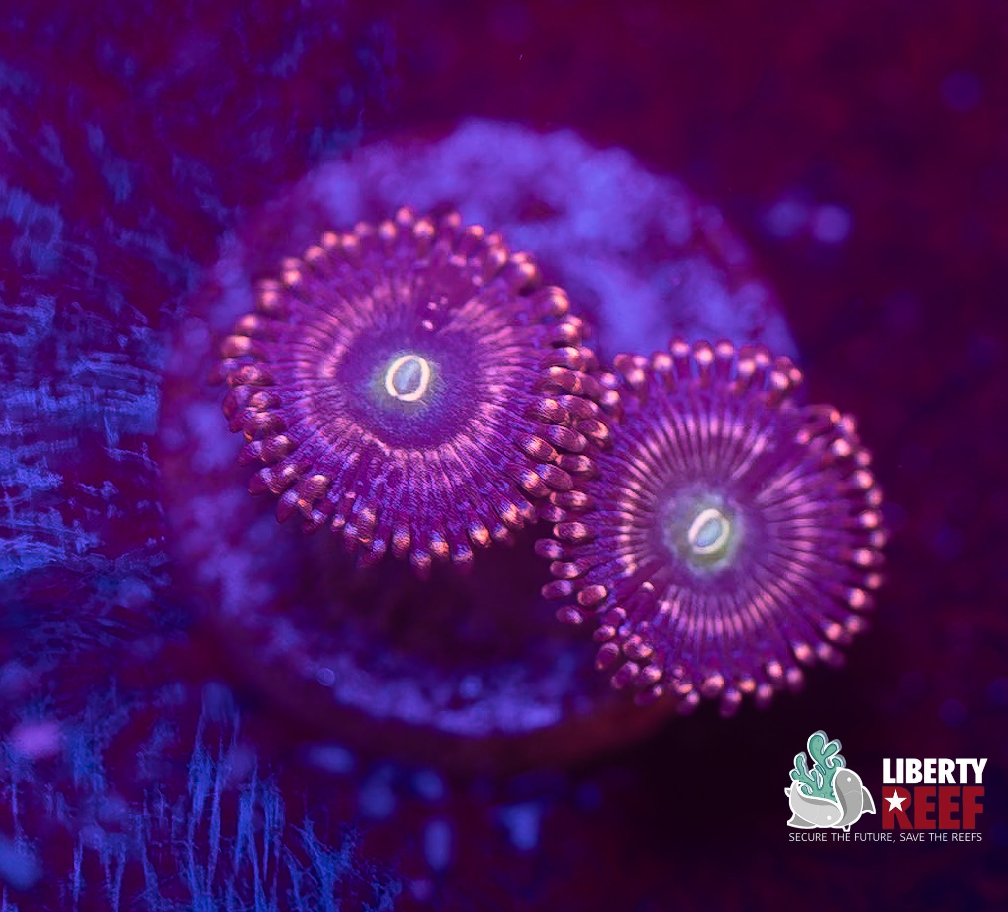 ADG Miku Freak Zoas