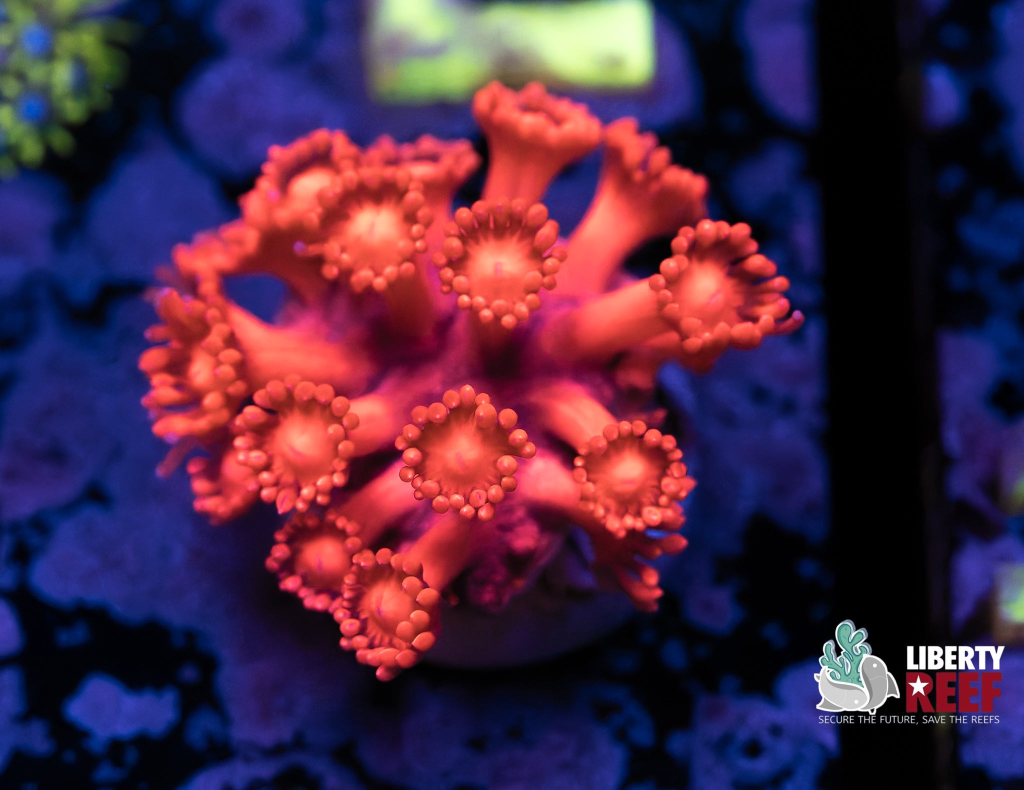 7/25