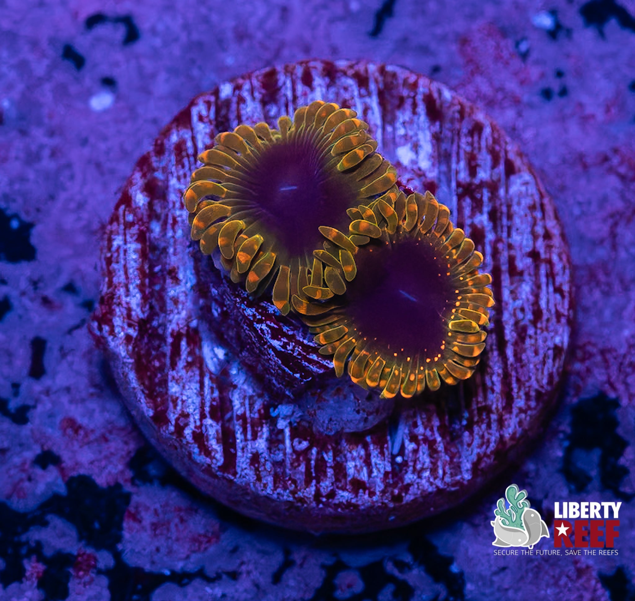2p Thermosphere Zoas