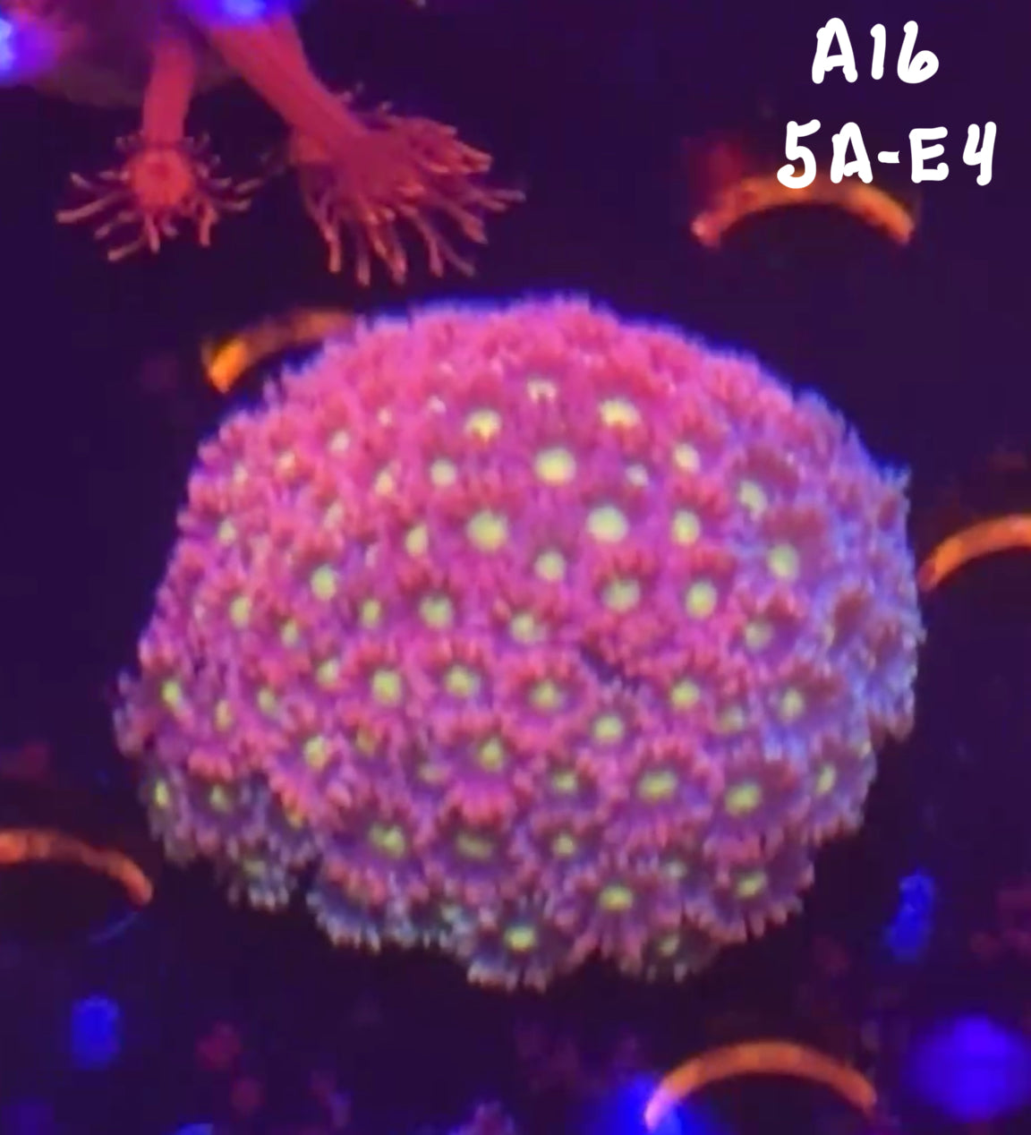 Karen Ritner 10/18 Facebook Live Auction