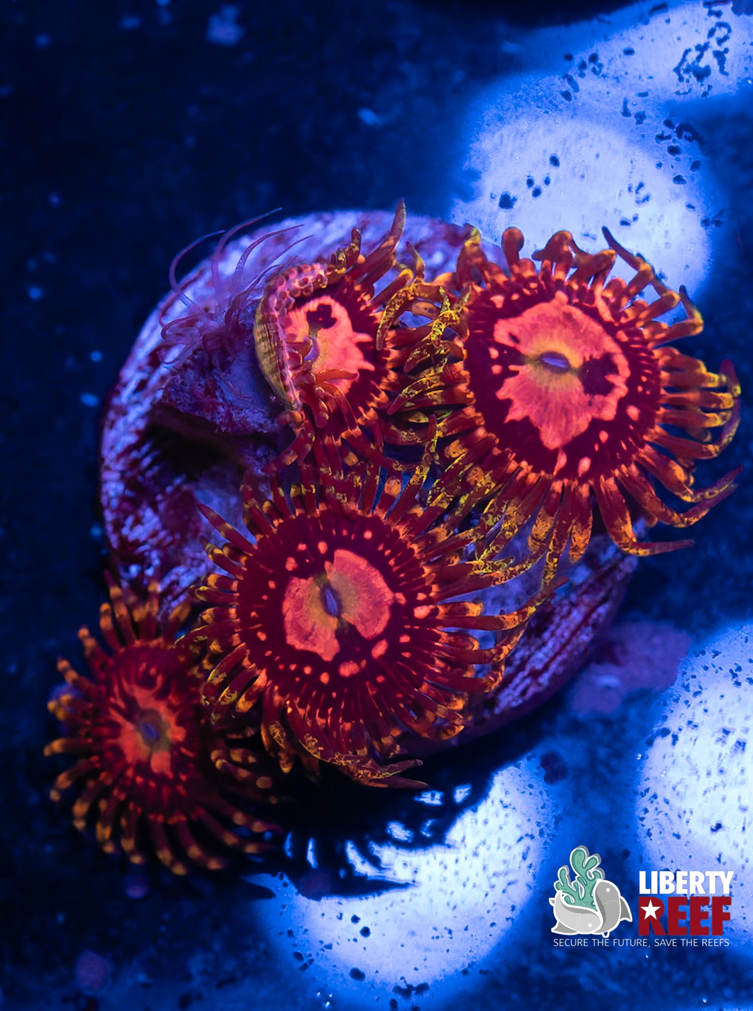 Big R Space Chaos Zoas