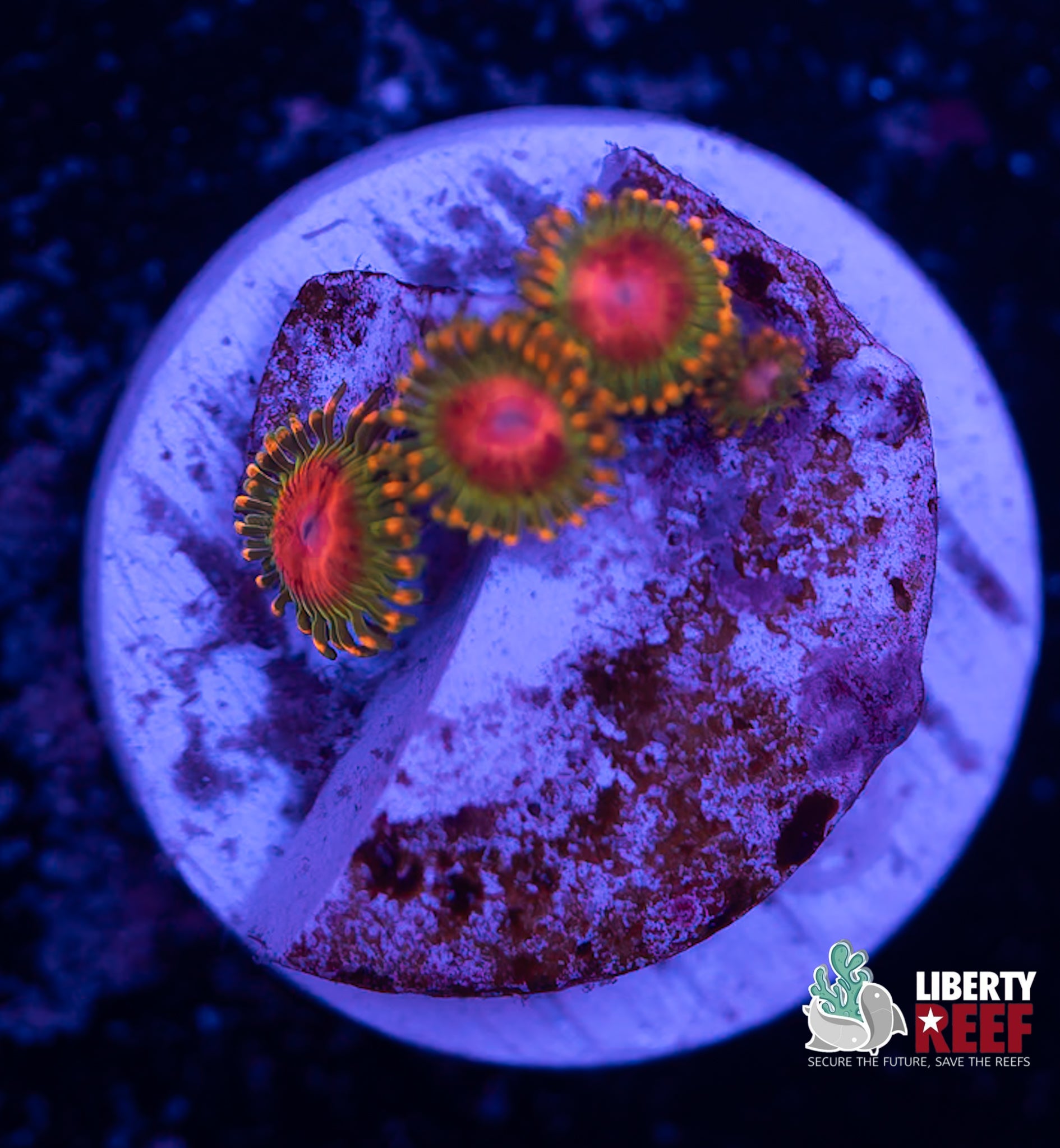 Awesome Blossom Zoas