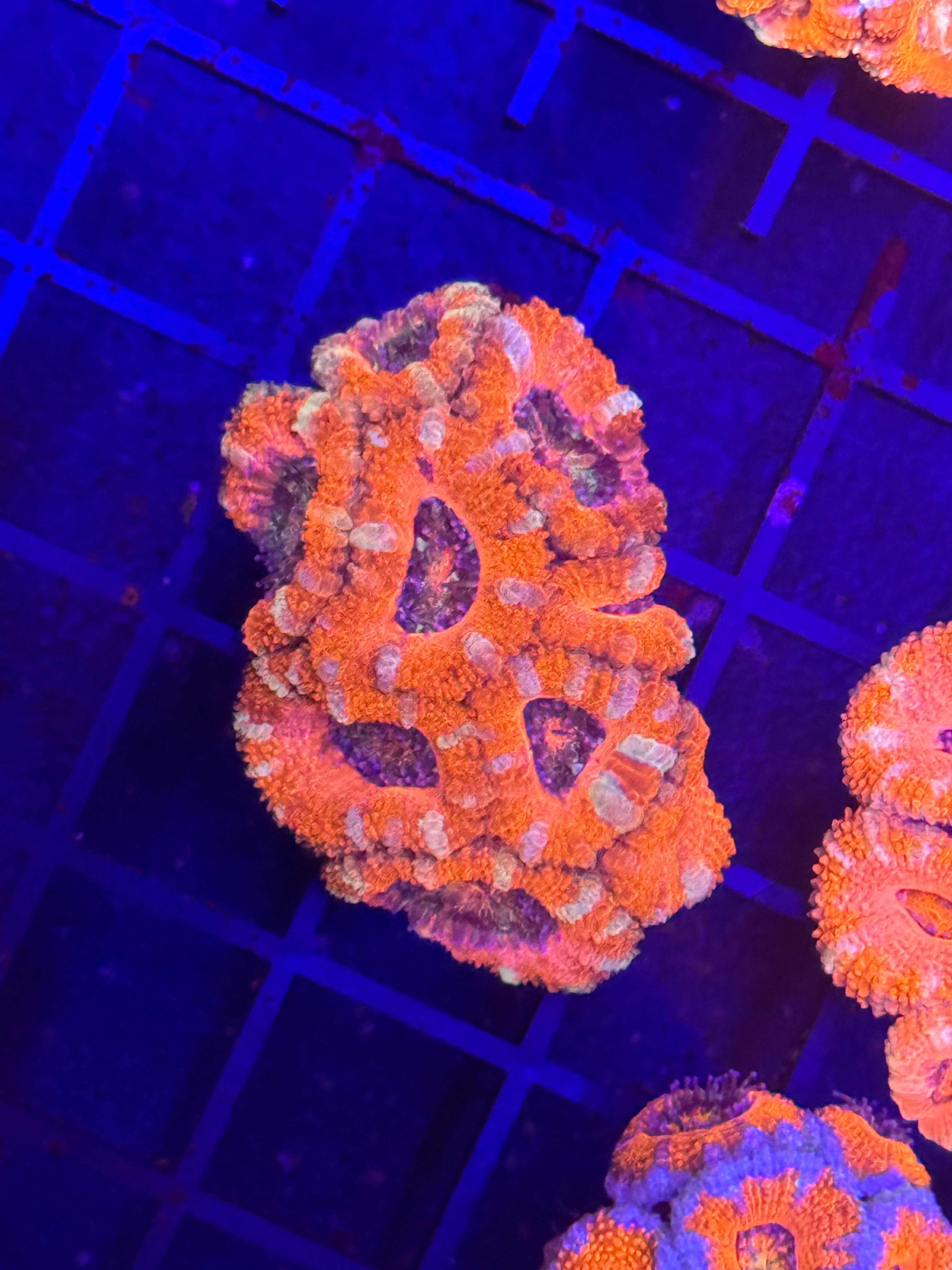 Acan Mini Colony 2 Pack