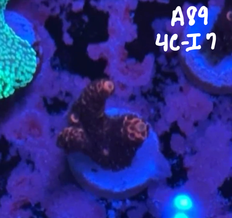 Kelsi Hohensee 10/25 Facebook Live Auction