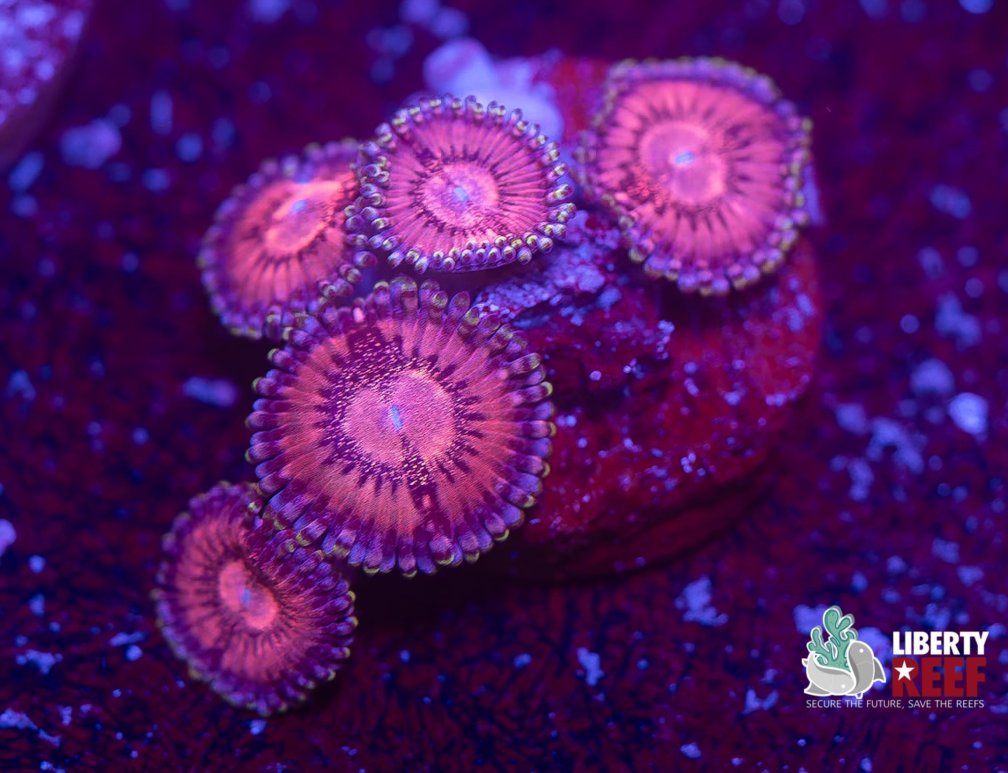 Playboy Bunny Zoas