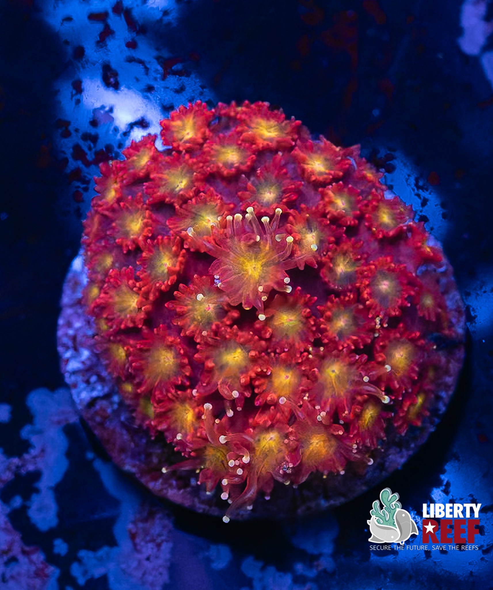 Incredible Tequila Sunrise Micro Goniopora