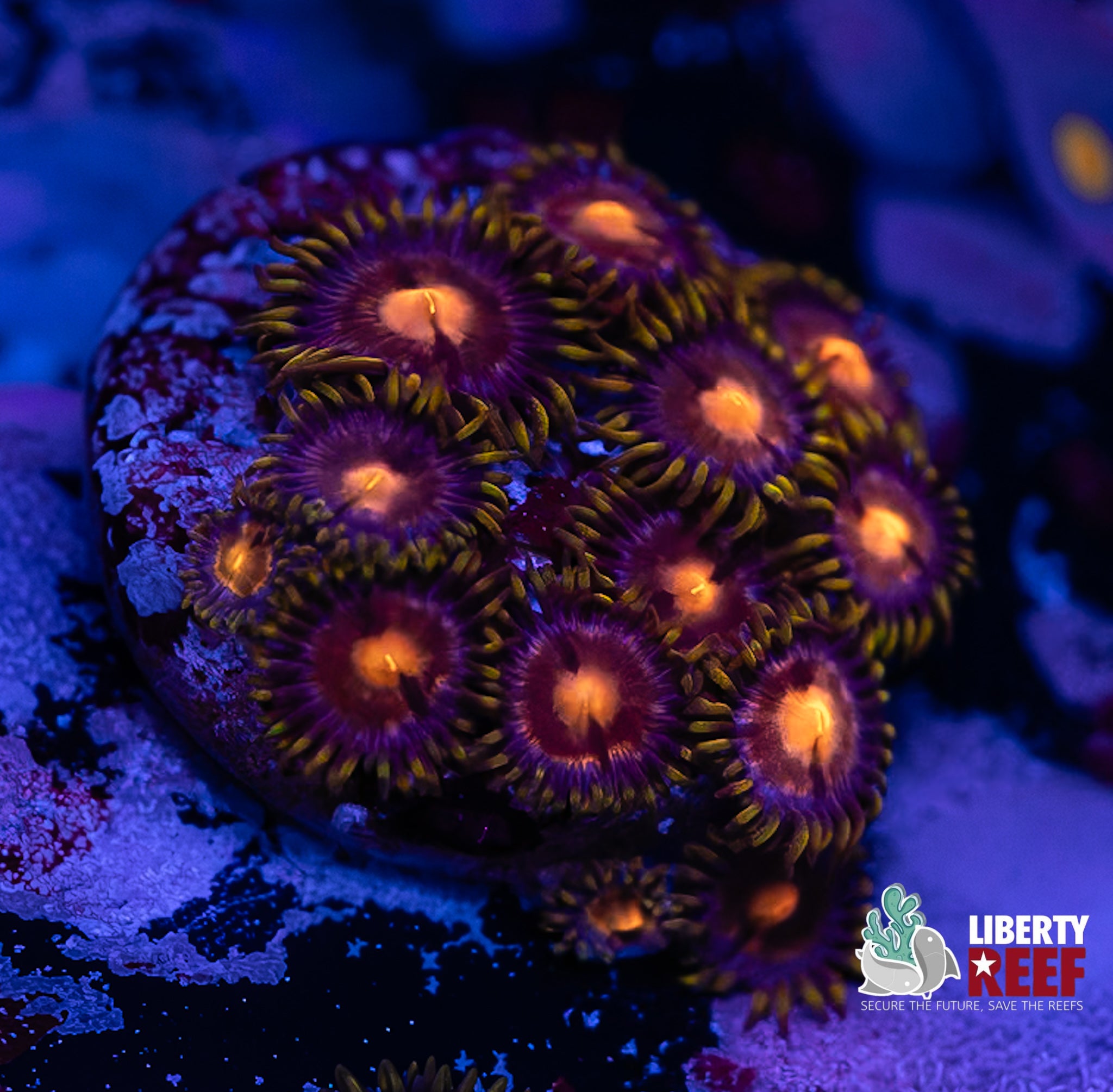 Blow Pop Zoas