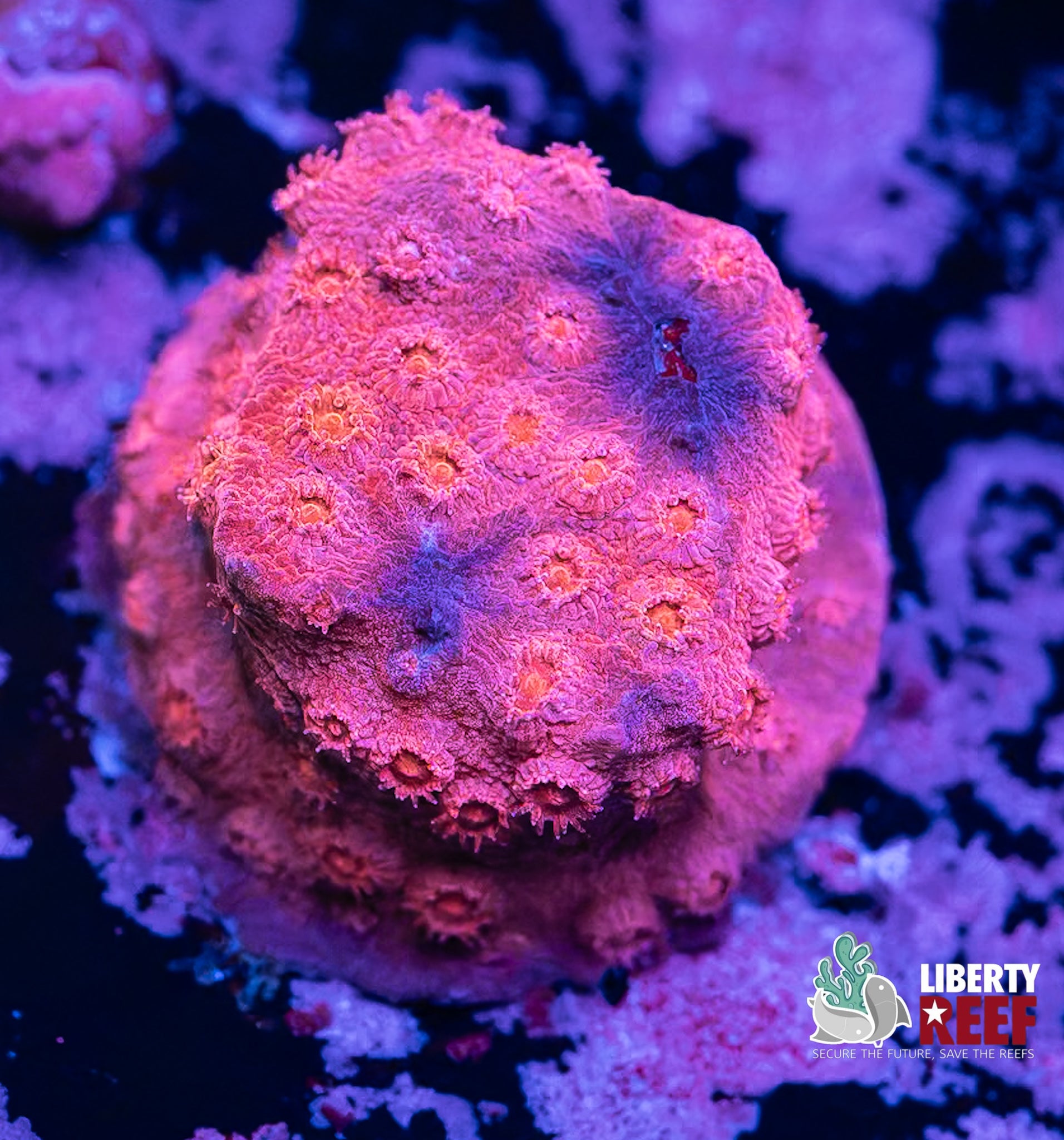 Watermelon Crush Leptastrea