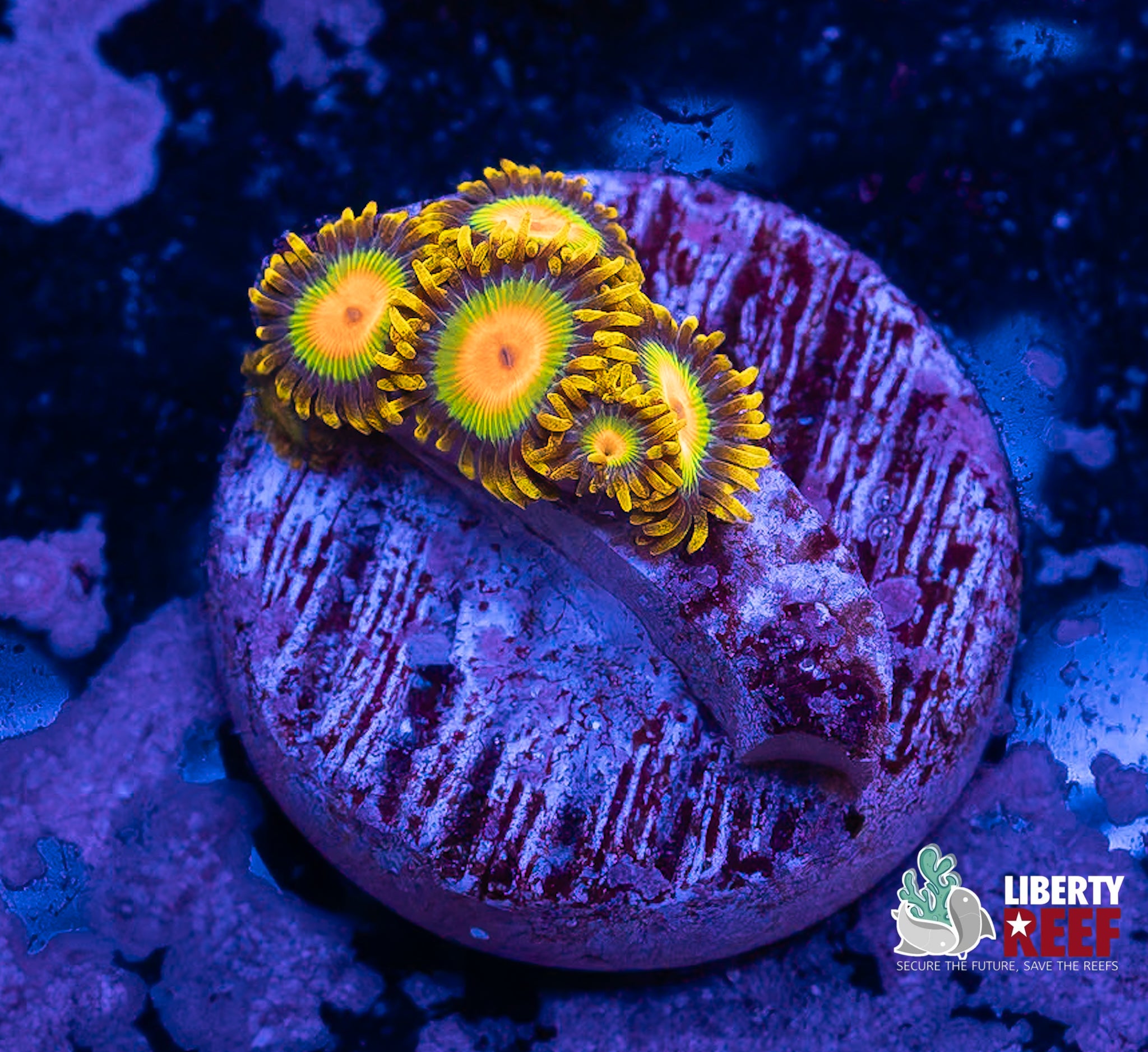 Rasta Zoas