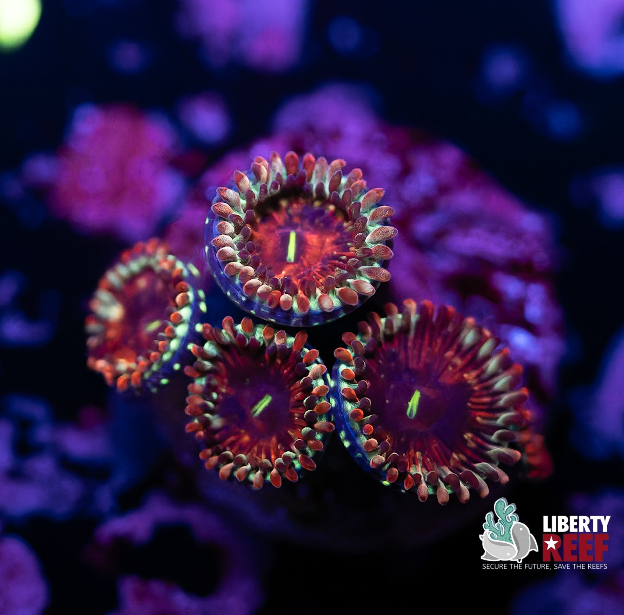 Liberty Reef Auction