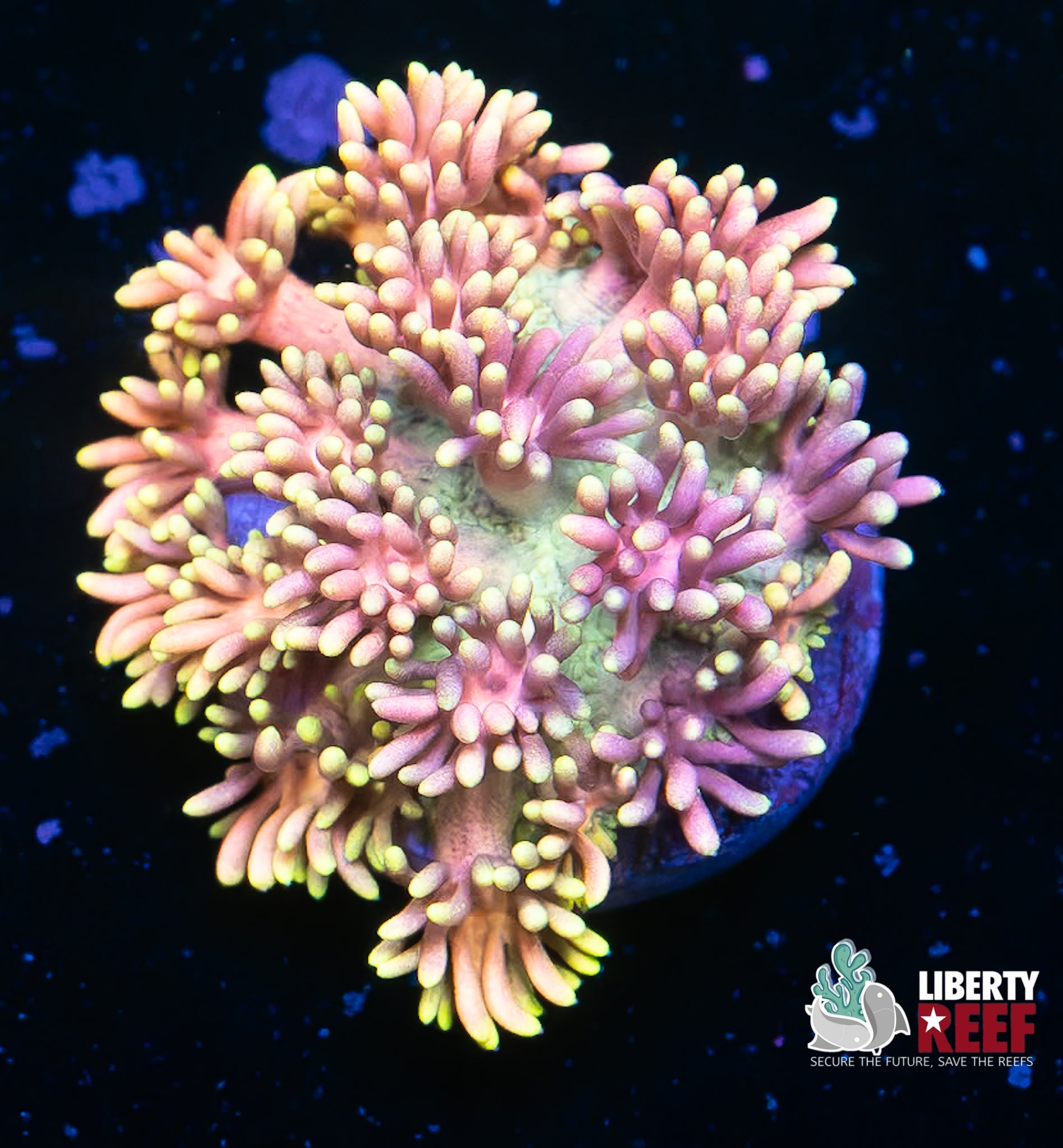 INSANE Rainbow Unicorn Goniopora