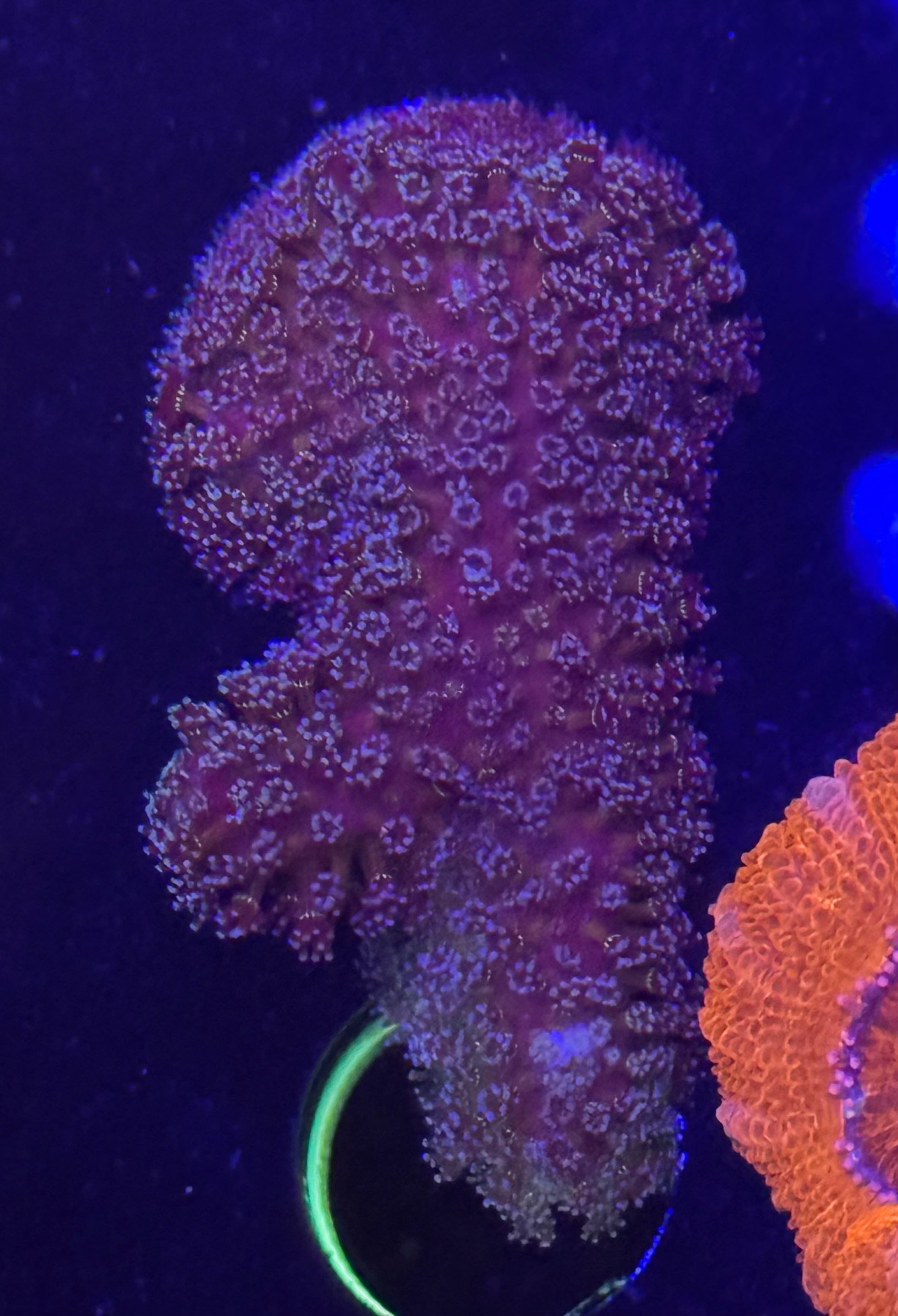 Blue Pocillopora SPS