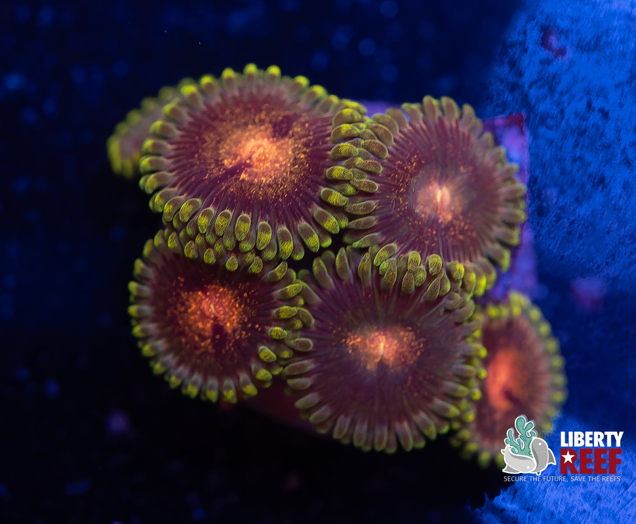 LCB Grass Fairy Zoas