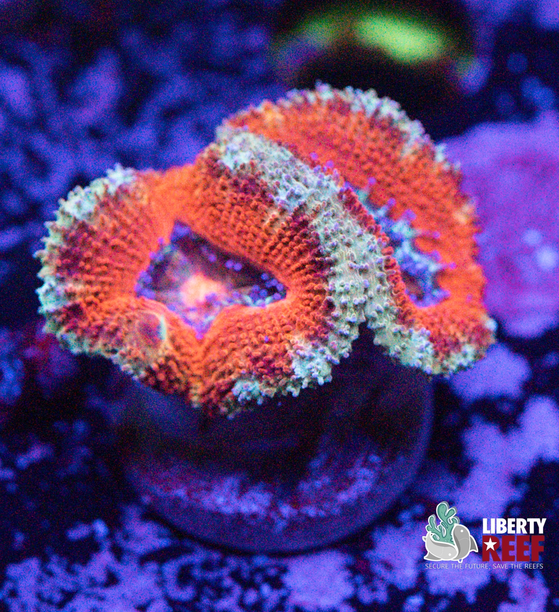 Apple Blossom Acan
