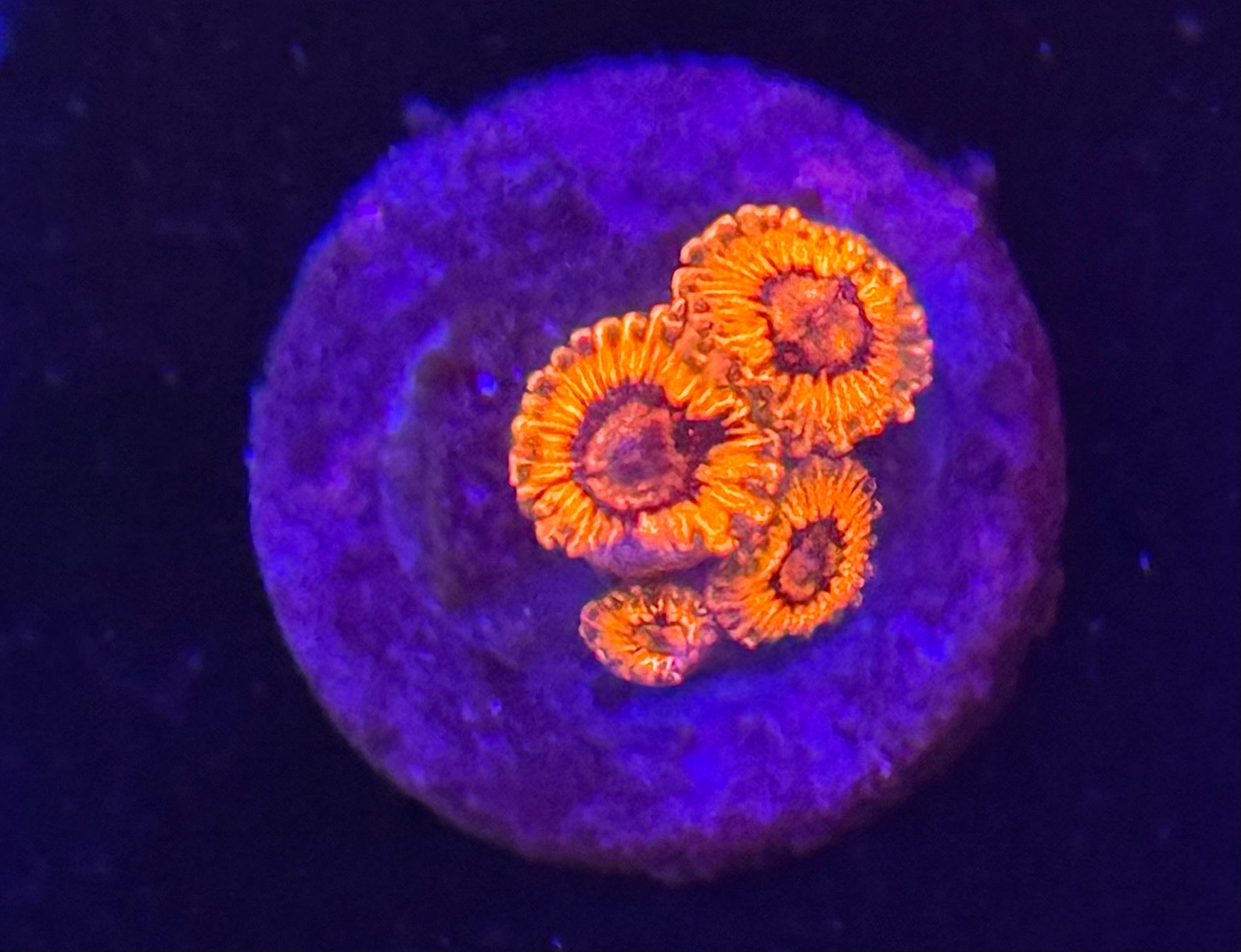 El Corazon Zoas