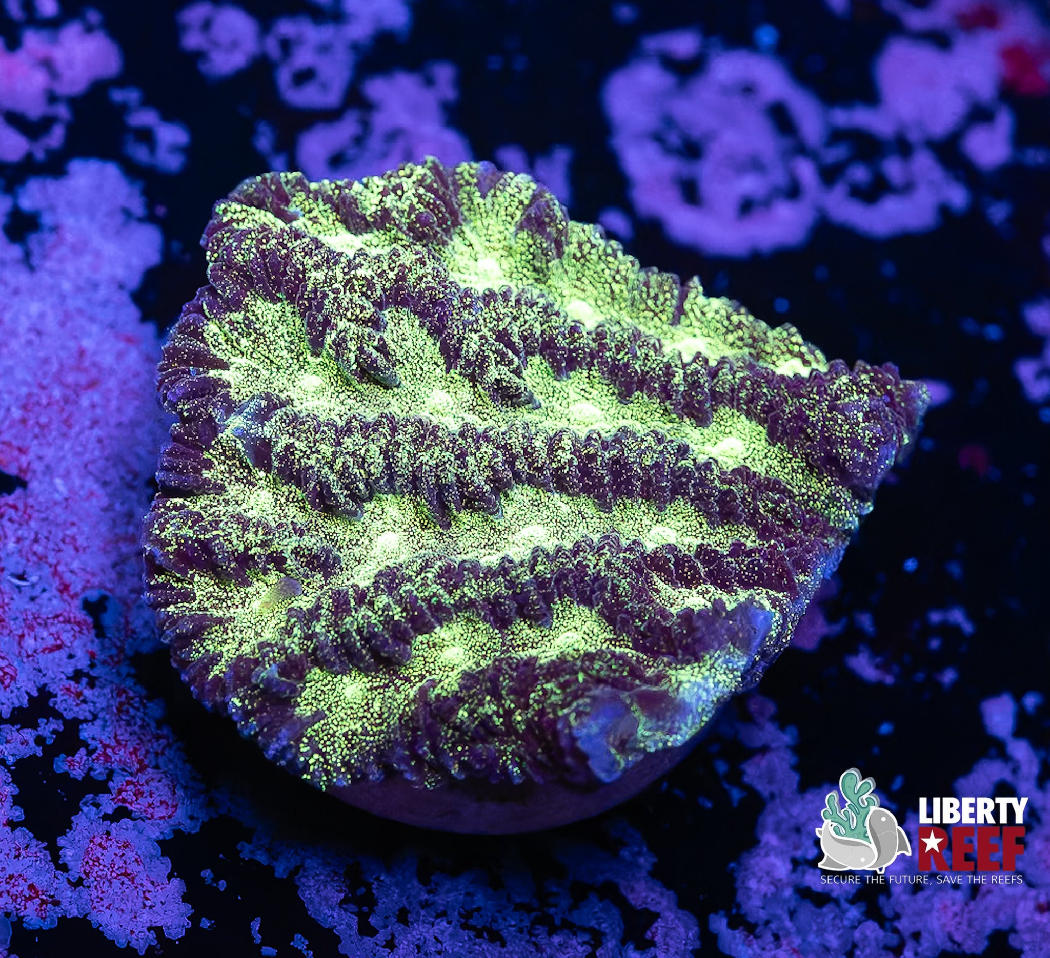 Platinum Dunes Maze Coral