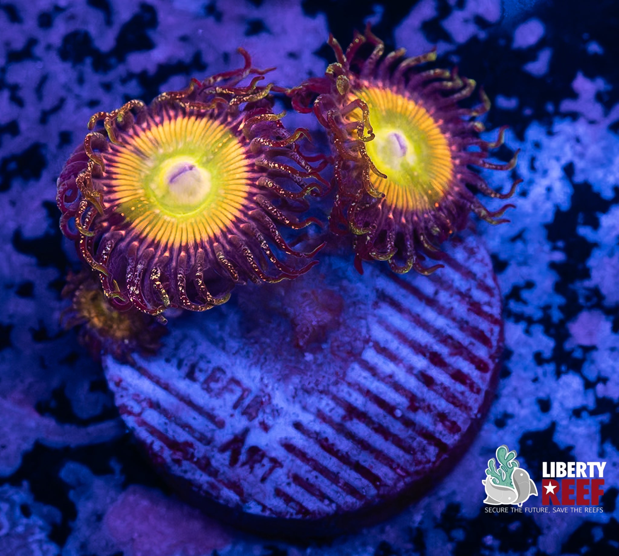 Glitter Sunny D Zoas