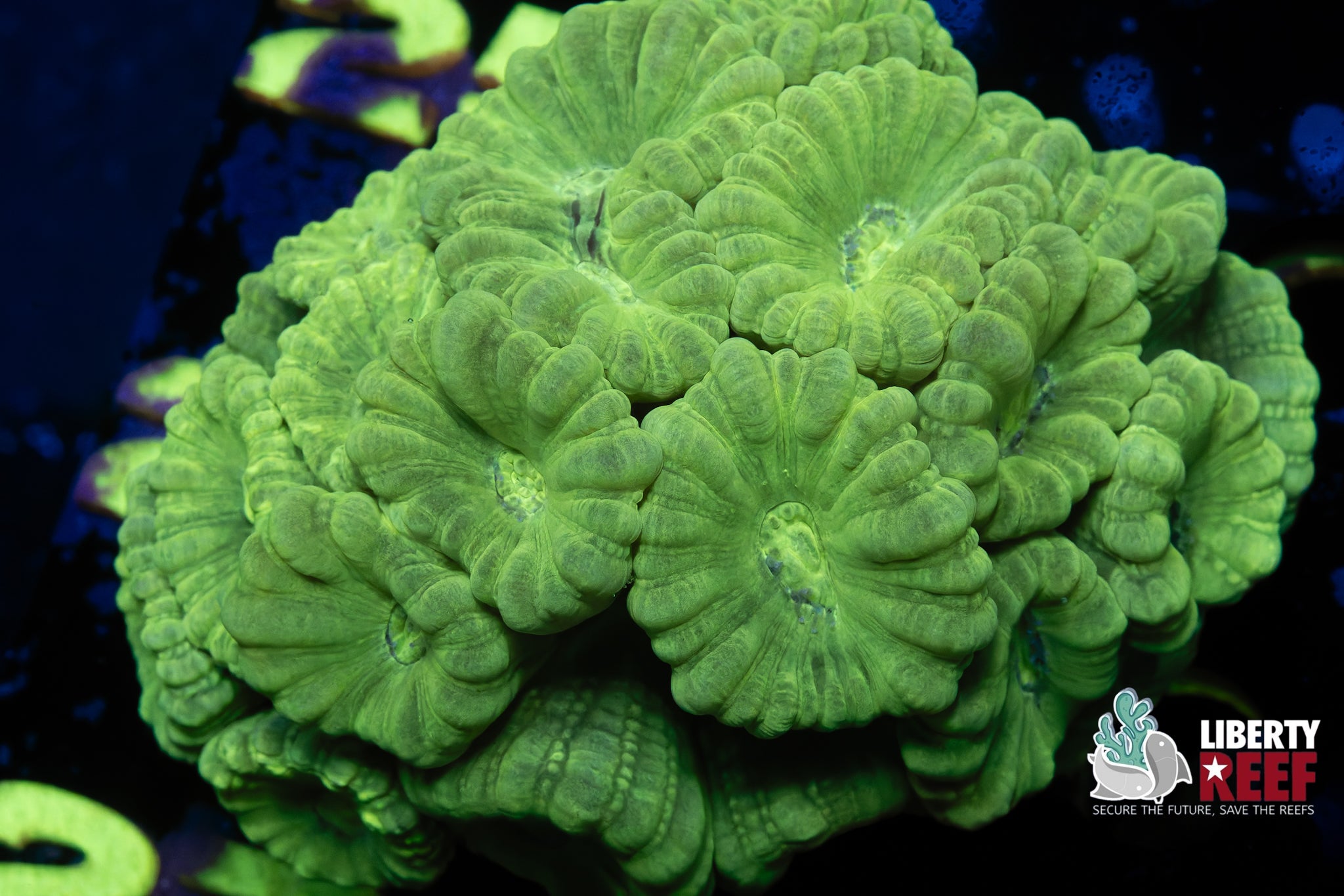Kryptonite Candy Cane Colony