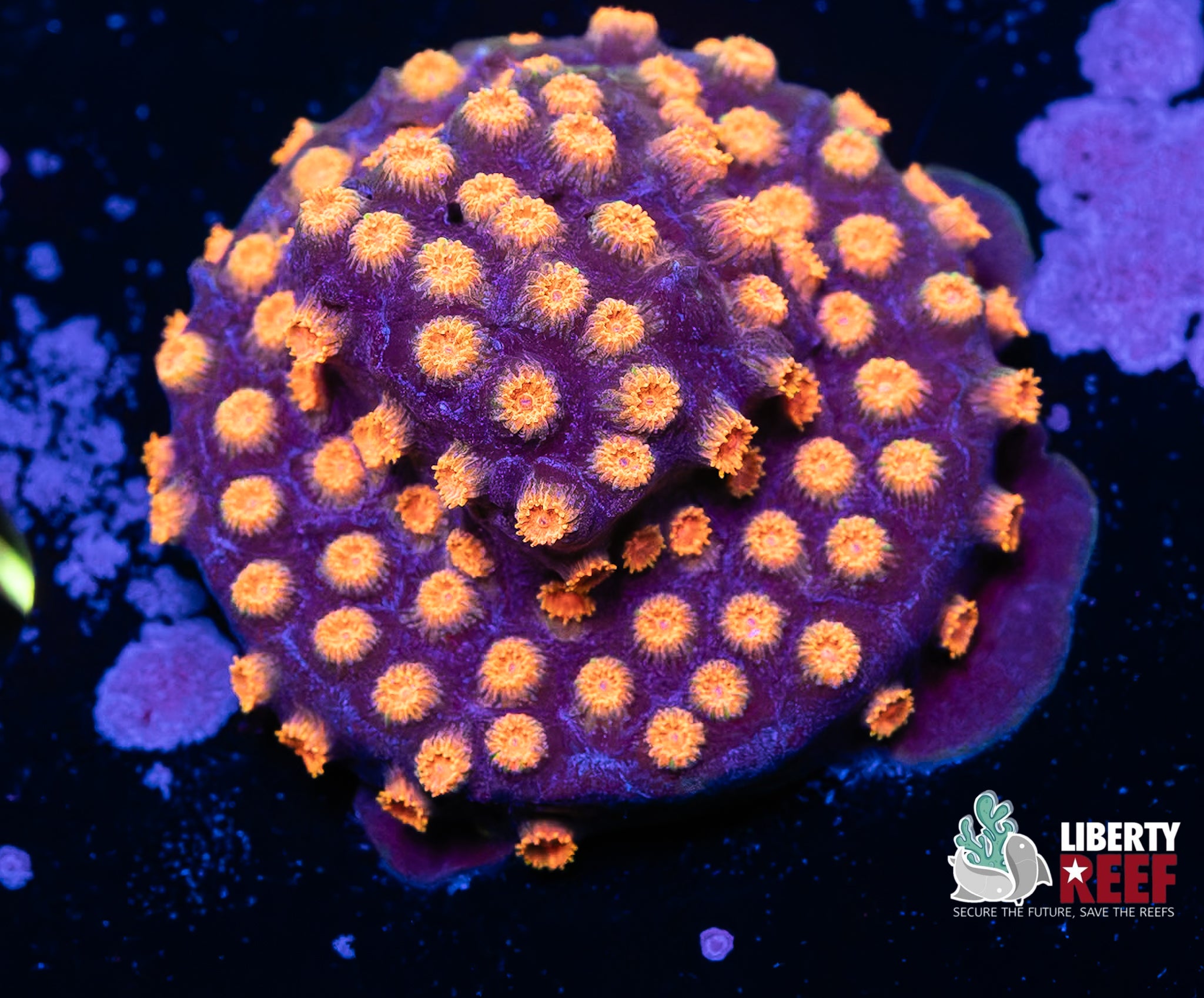 Meteor Shower Cyphastrea