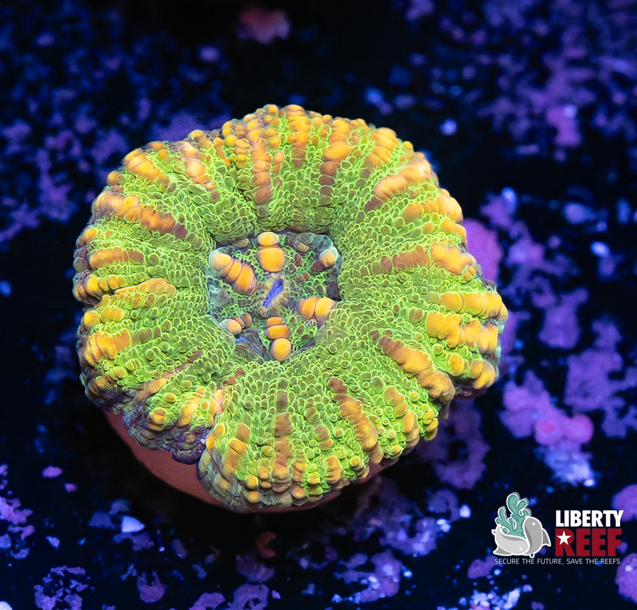 Oscar the Grouch Button Scoly