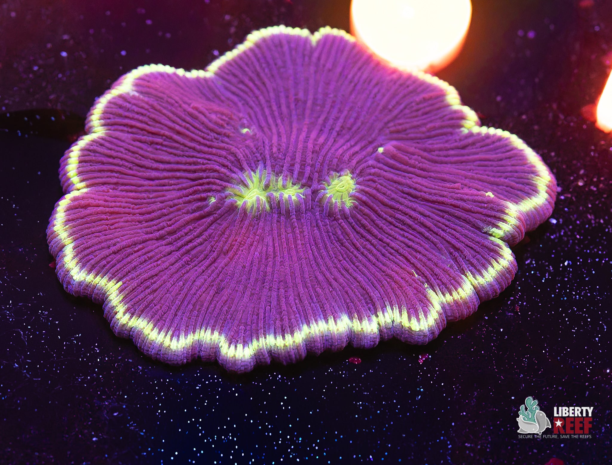 10/31 Online Auction