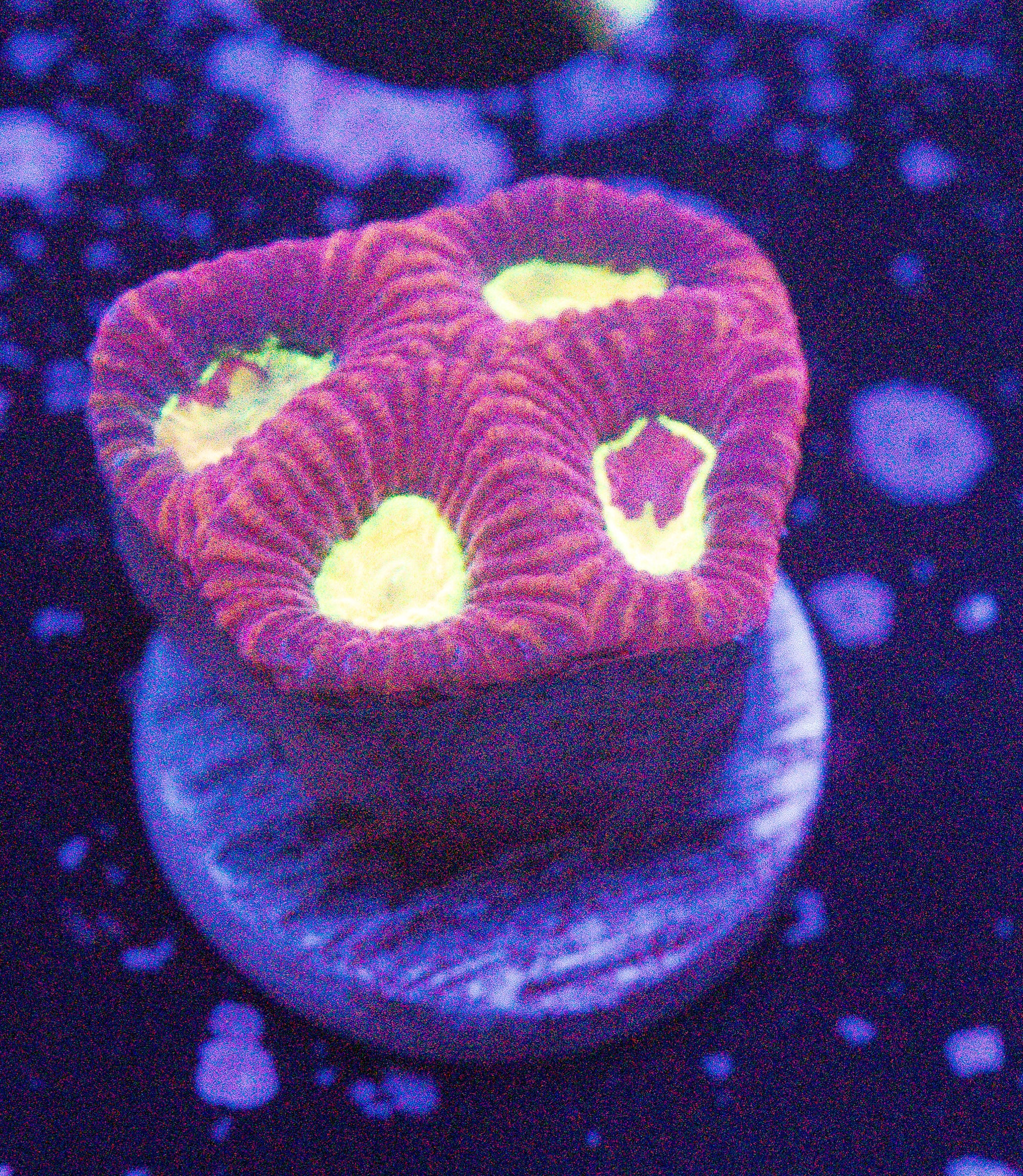 Yellow Eyed Favia