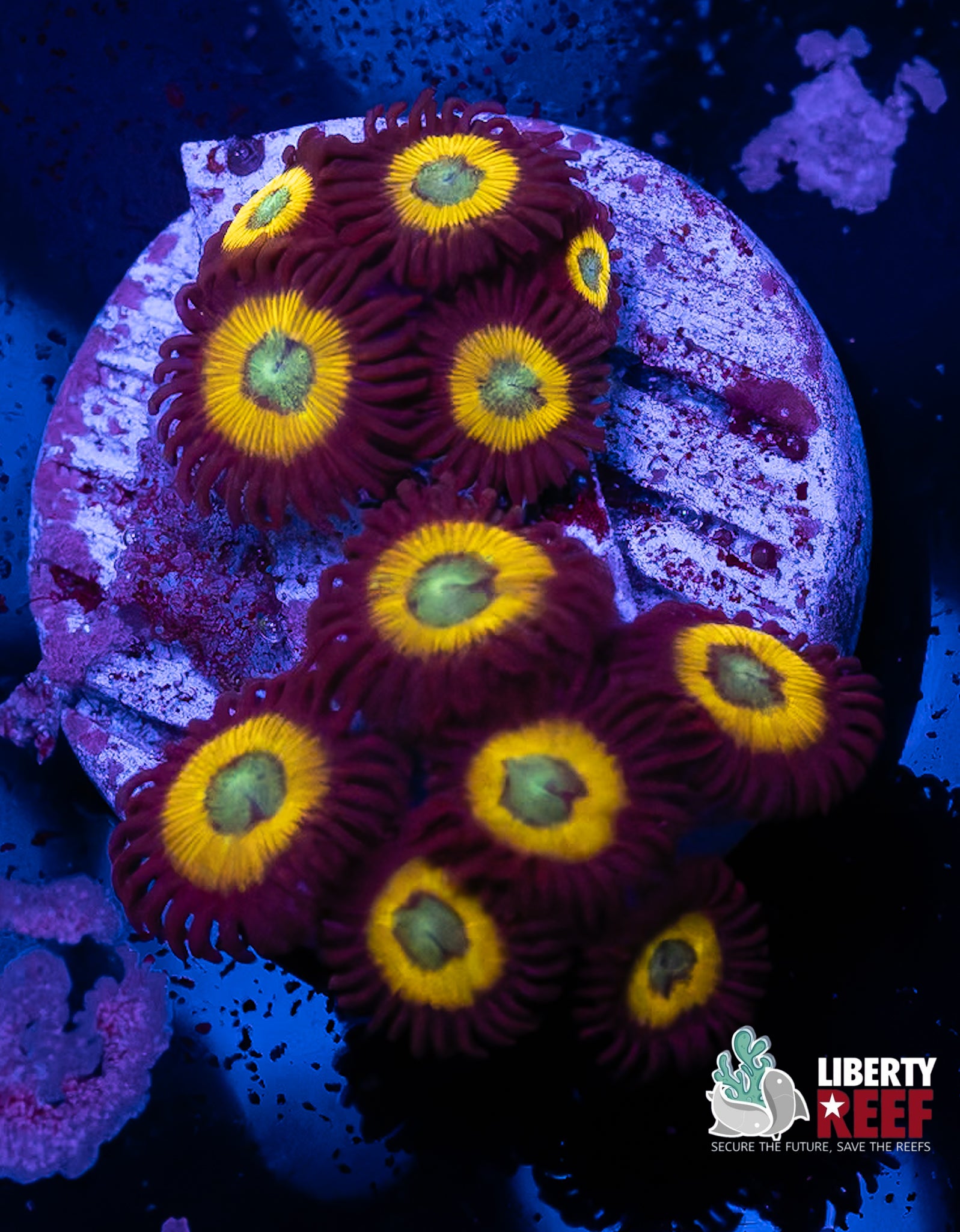 Vulcan Blood Zoas