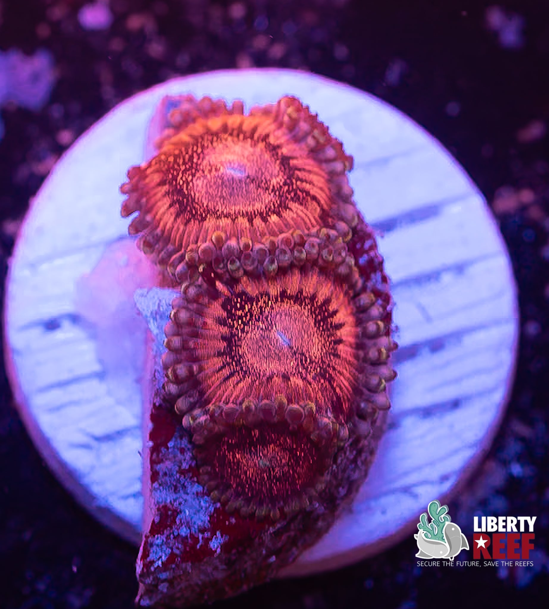 Pandora Zoas