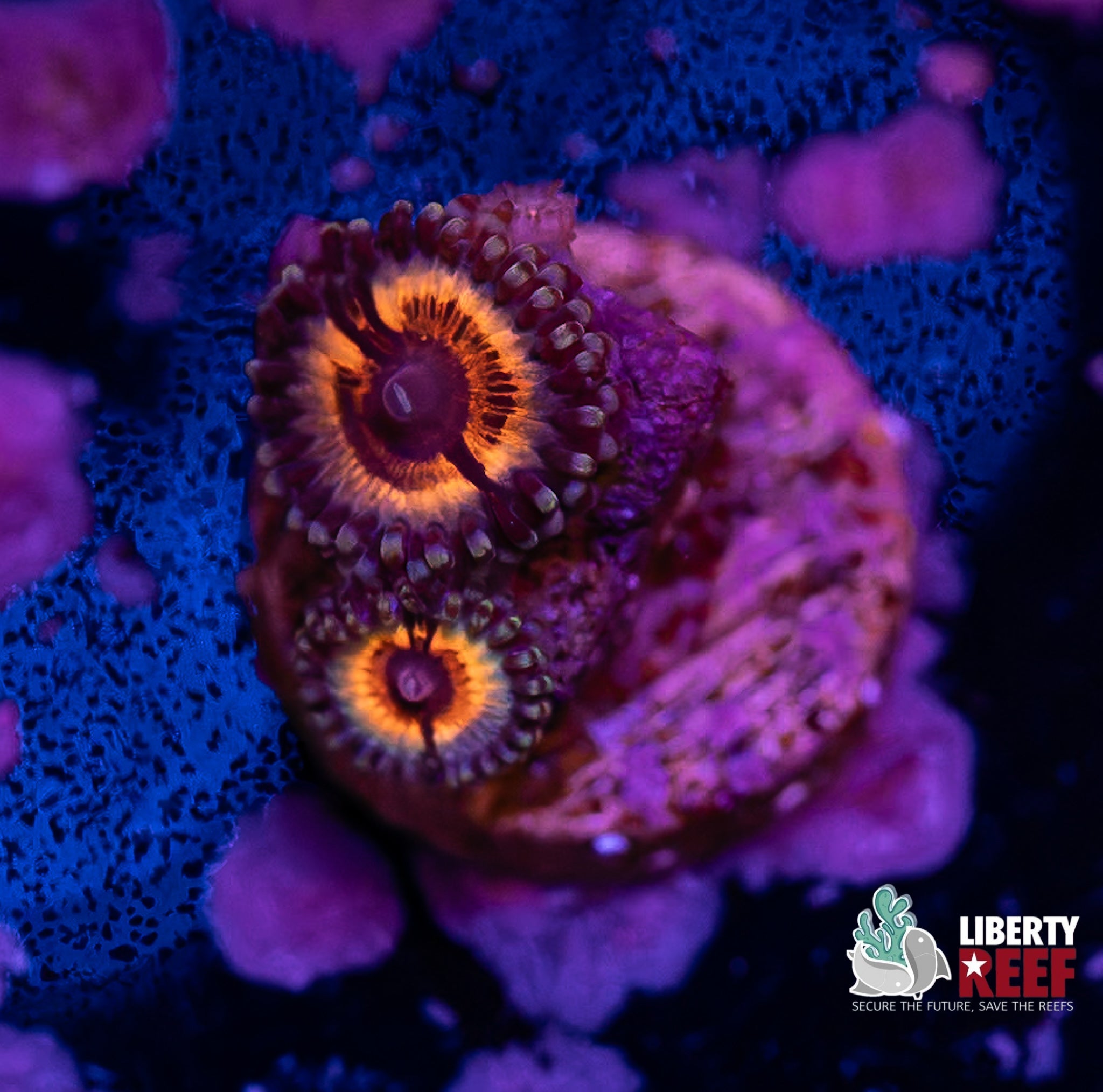 Liberty Reef Auction