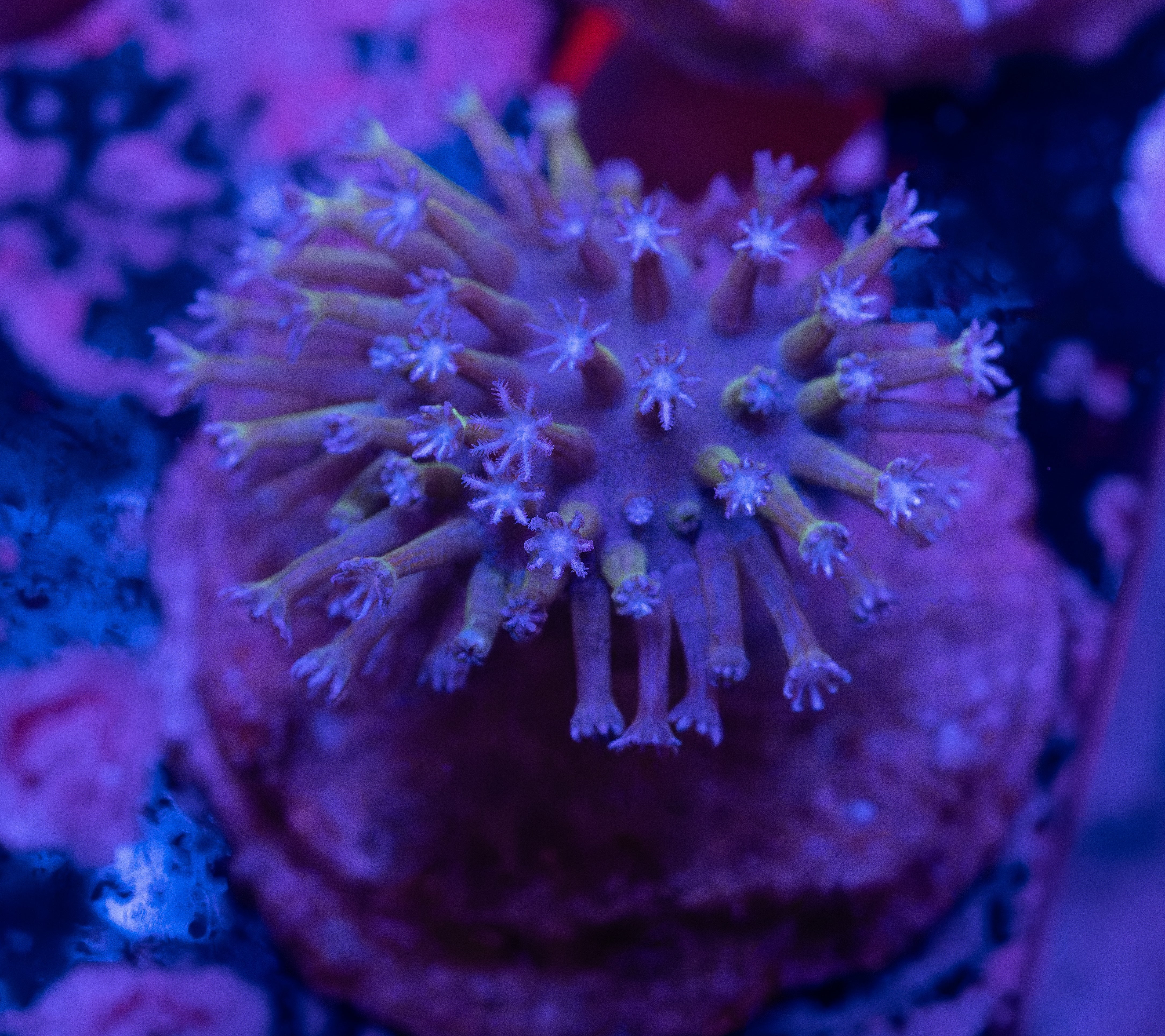 Biota Aquacultured Mountain Dew Toadstool