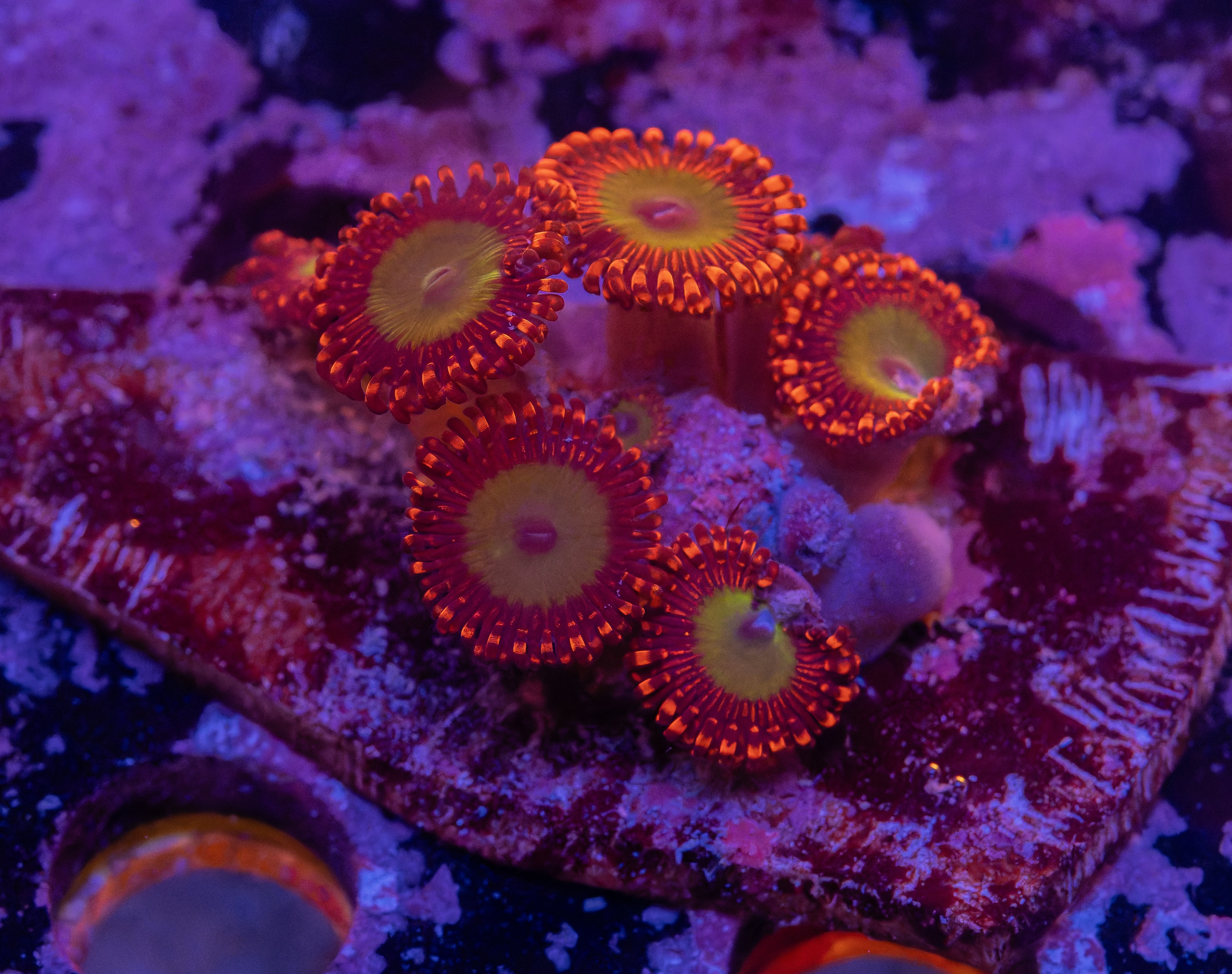 Candy Apple Red Zoas