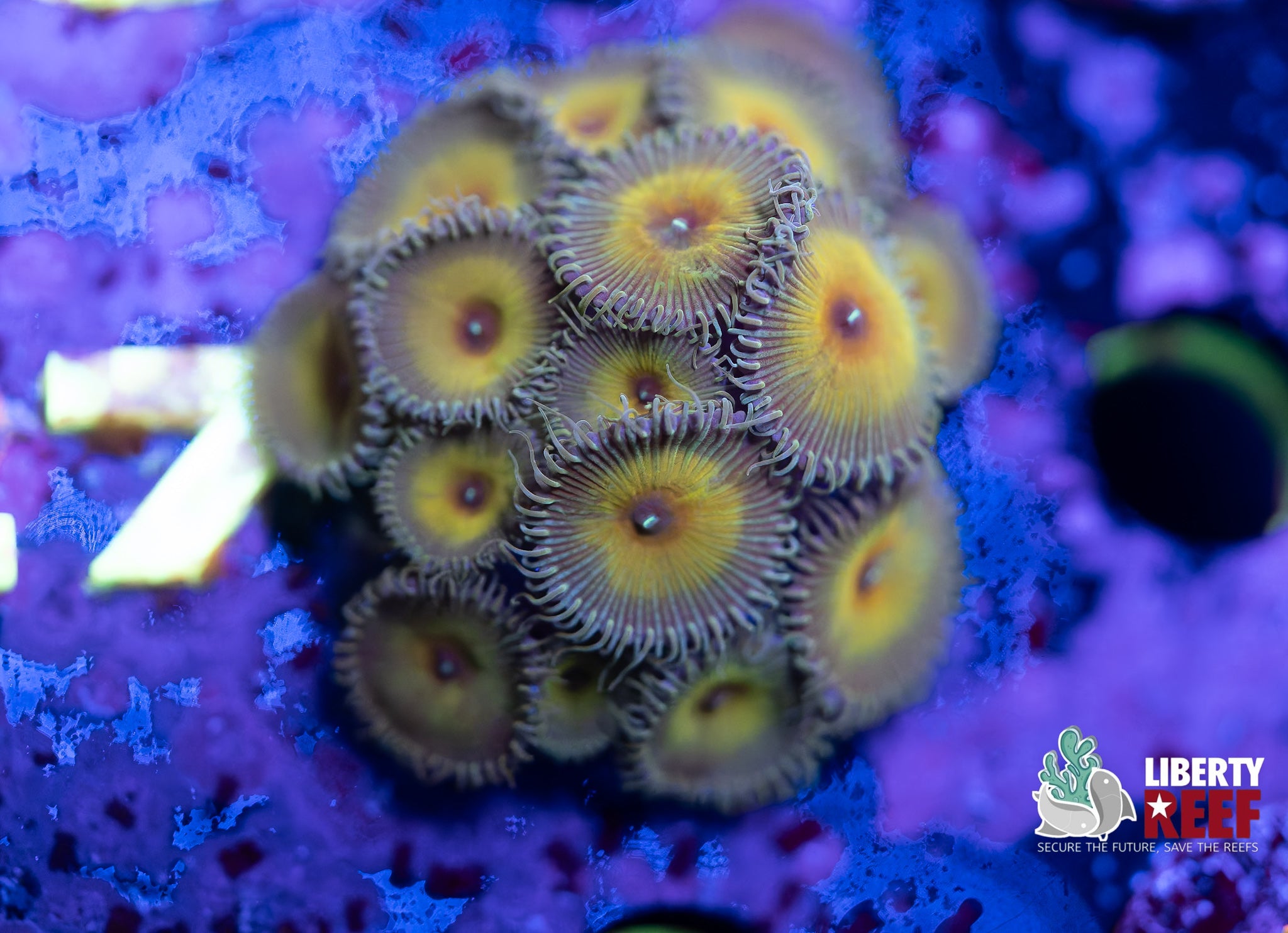 7/25