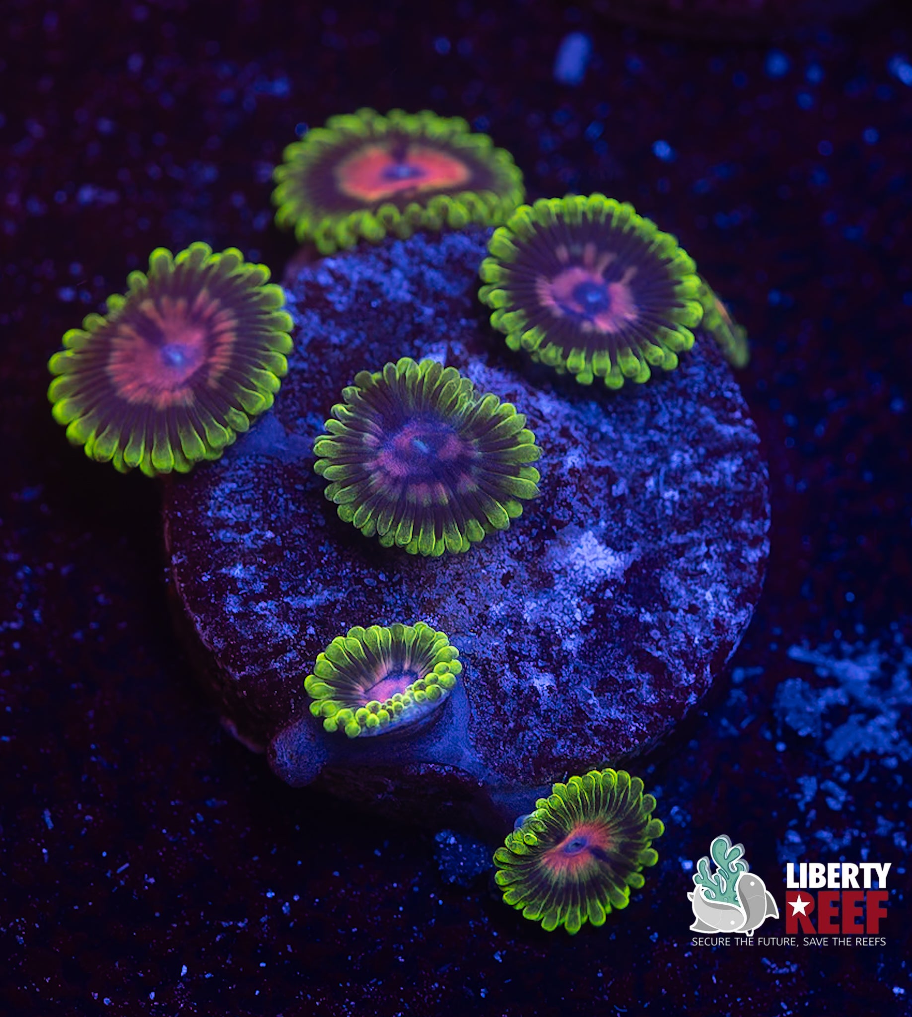 OG Pink Diamonds Zoas